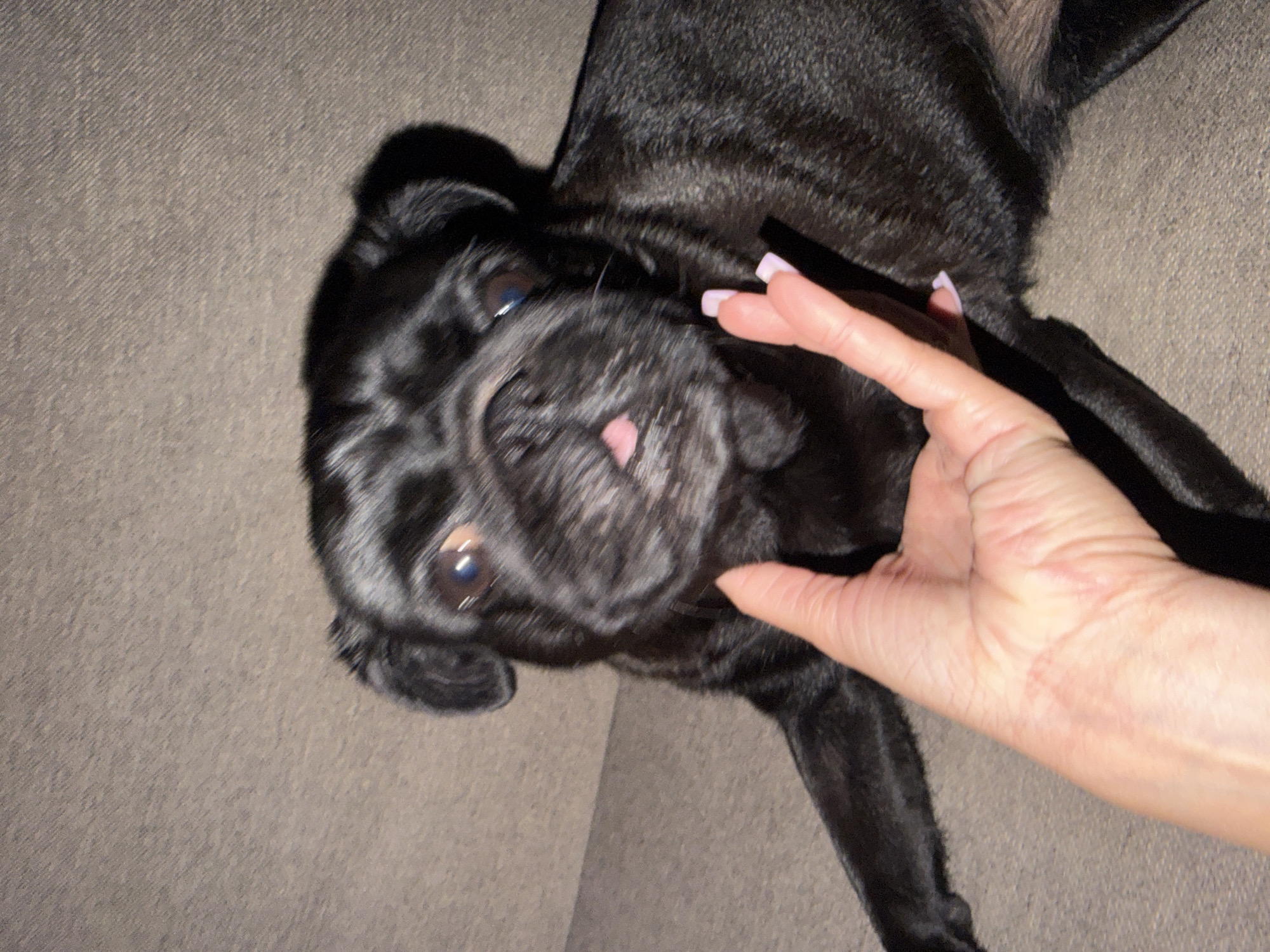 In the city of Sirius, Russia, a black pug is lying on a textured, taupe-colored surface, possibly a couch. The pug's head is turned towards the camera, with its mouth slightly open, revealing a pink tongue. A person's hand, with light pink manicured nails, is gently touching the pug's chin and jawline. The lighting in the scene is dim, creating shadows on the pug's fur and the surrounding surface.