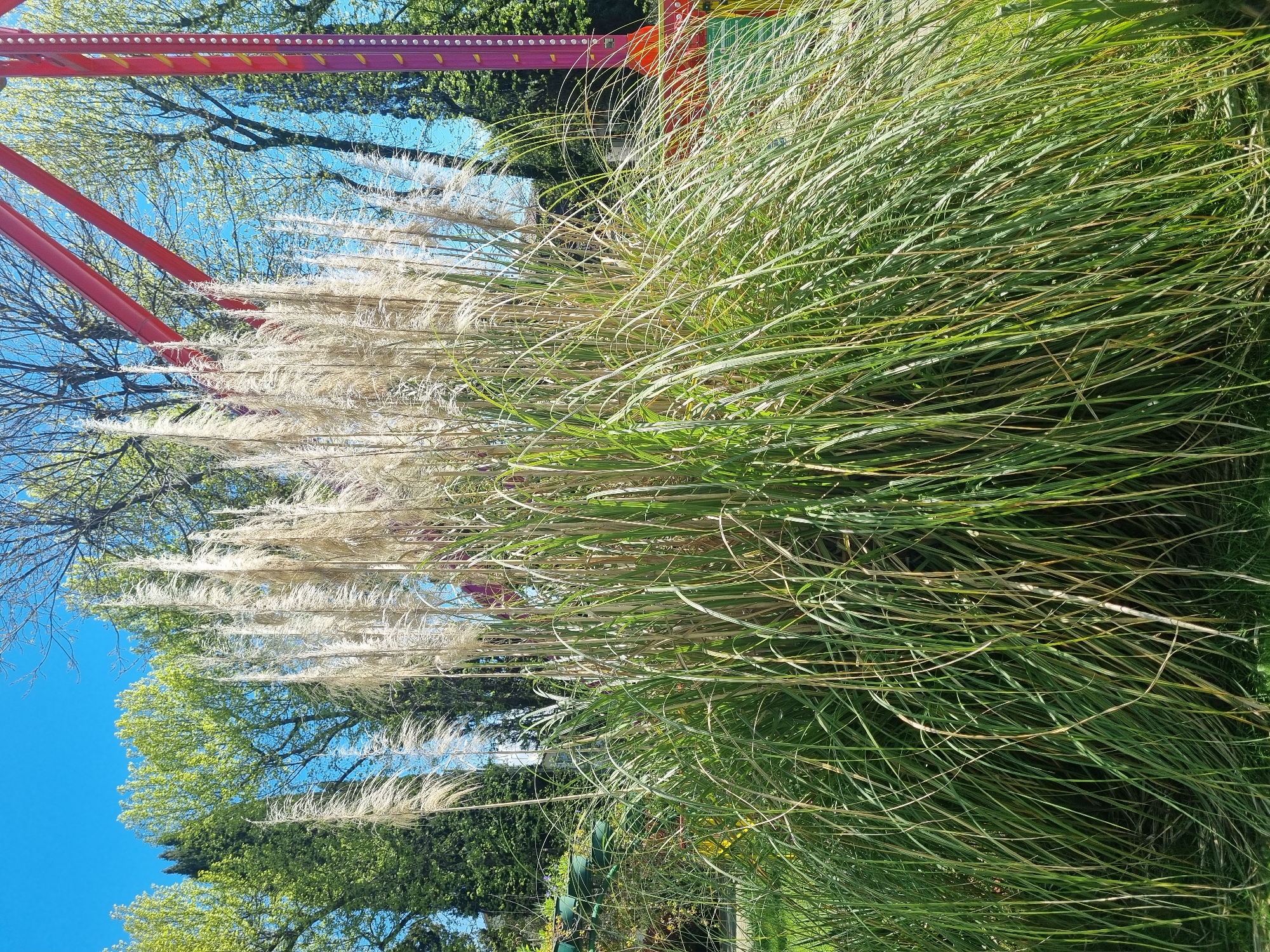 The image captures a vibrant scene in Sochi, Russia. Lush green grass fills the foreground, extending upwards and slightly obscuring the background. Intermingled with the green grass are tall, feathery plumes of white pampas grass, adding a soft, textural contrast. Behind the grass, glimpses of a blue sky, trees, and a red Ferris wheel structure suggest the image was taken in a park or recreational area. The perspective is slightly tilted, giving a dynamic feel to the composition.
