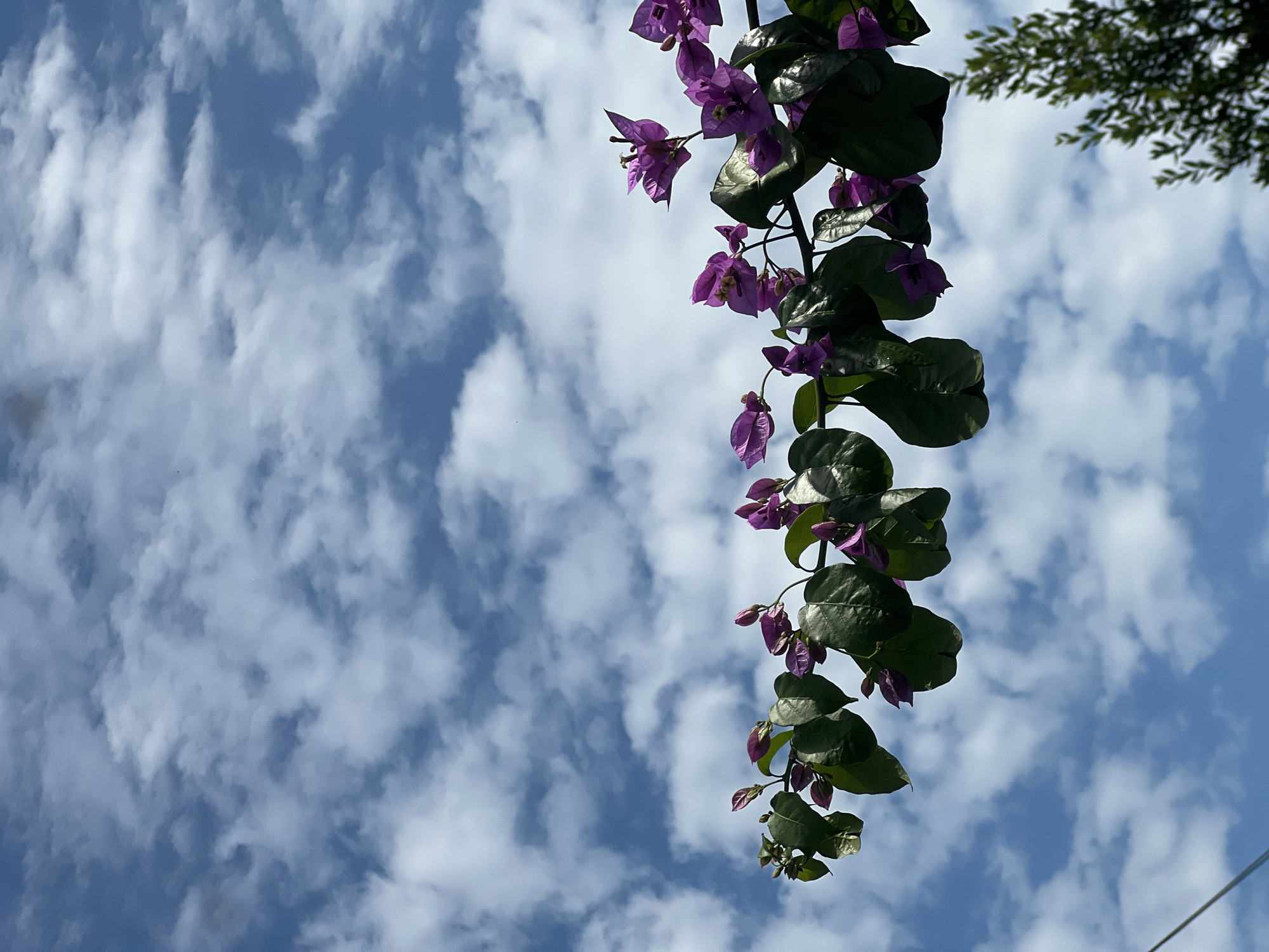 The image depicts a branch of bougainvillea flowers with vibrant purple bracts and green leaves, silhouetted against a bright blue sky filled with fluffy white clouds. The bougainvillea branch extends horizontally across the upper portion of the frame. In the lower right corner, a portion of a dark green evergreen tree is visible. The sky occupies the majority of the image, creating a sense of openness and depth. The photograph appears to have been taken outdoors, likely in a garden or park setting. There are no people or animals visible in the frame. The scene is serene and natural, with the bright colors of the flowers and the sky creating a visually appealing composition.