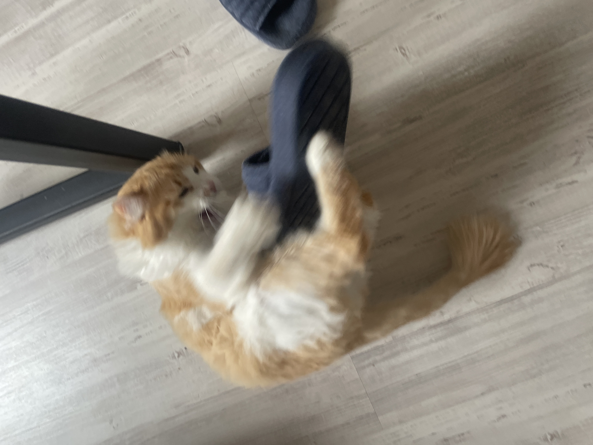 An indoor, eye-level shot captures an orange and white fluffy cat actively playing with a dark blue slipper on a light-colored wooden floor. The cat, positioned in the center-left, has its mouth open, appearing to bite or gnaw on the slipper, with its front paws holding onto it. Its body is twisted and its tail extends towards the right, indicating energetic movement.
A second dark blue slipper is partially visible in the top left corner of the frame. A black, rectangular furniture leg, possibly from a table or chair, extends diagonally from the top left towards the bottom left. The floor consists of light-toned wooden planks.
The image has motion blur, particularly around the cat and the slipper it's playing with, conveying a sense of dynamic action. The lighting appears natural and bright, suggesting daytime indoors. No visible text is present.