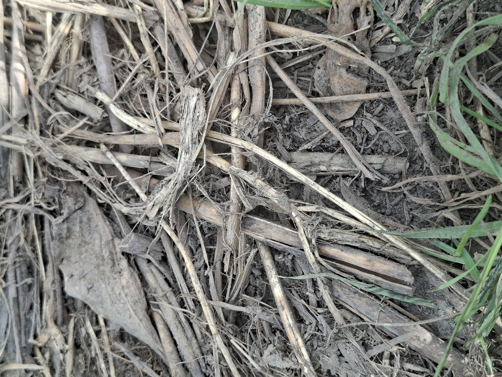 The image shows a close-up, overhead view of the ground in Таўкачоўскі сельскі Савет, Belarus. The ground is covered with a dense layer of dry, light brown plant debris, including twigs, straw-like stalks, and some dried leaves. The debris is mixed with dark, moist soil. Patches of green grass are visible in the foreground and scattered throughout the image. The scene appears to be an outdoor, natural setting, possibly a field or roadside. There are no people or animals visible. The lighting suggests it is daytime.