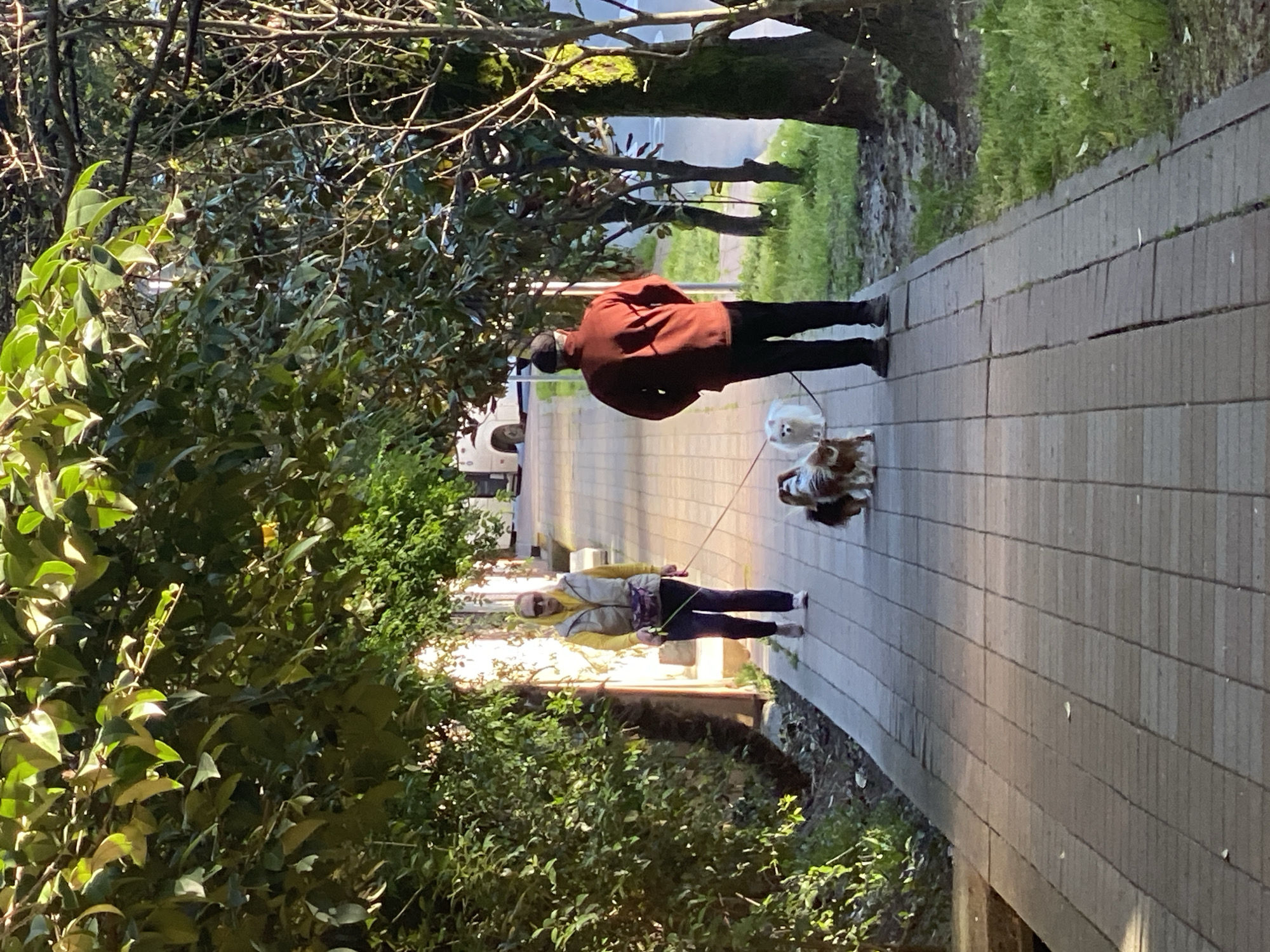 The image depicts two individuals walking two dogs on leashes along a paved pathway lined with dense foliage in what appears to be a park or residential area in Sochi, Russia. The scene is brightly lit by natural sunlight, casting some shadows and suggesting either morning or late afternoon.
In the foreground and mid-ground, a person wearing a reddish-brown hooded jacket, dark pants, and a dark baseball cap walks ahead, leading a small, fluffy white dog on a leash. Behind them, another person, wearing a yellow and grey vest over dark clothing and sunglasses, is walking a small, fluffy dog with brown, white, and black markings, also on a leash. Both dogs are compact and appear to be companion breeds.
The pathway is constructed from light-colored interlocking pavers and is bordered on the left by a lush assortment of green bushes and trees, some with visible branches and foliage. Further back, another line of trees with thick trunks borders the path, and a glimpse of a road or street with a partially visible white vehicle can be seen. The overall setting is green and vibrant, typical of a subtropical climate. No text is visible in the image.