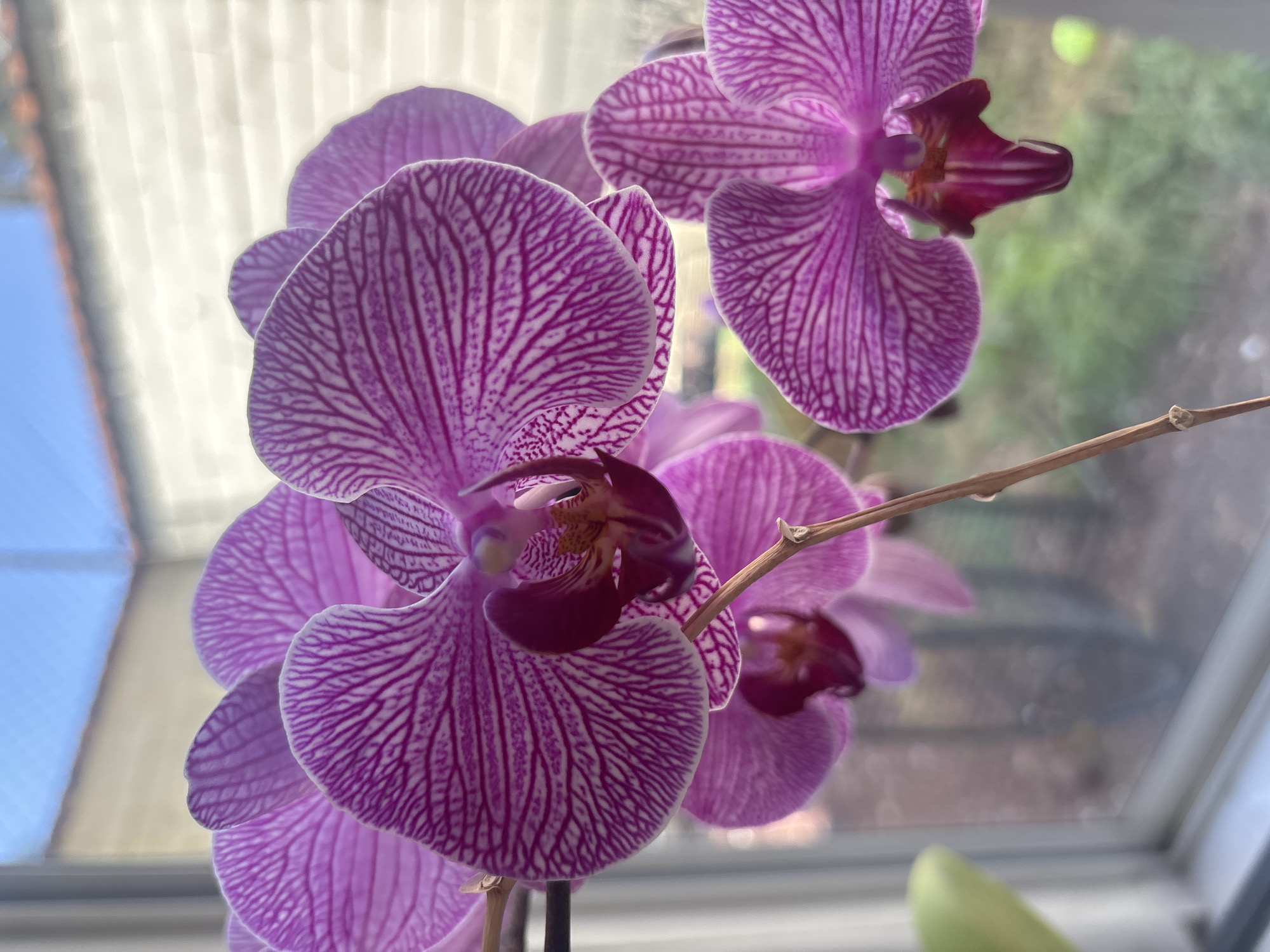 A close-up shot focuses on a cluster of purple orchid flowers, their petals intricately lined with darker purple veins. A bare, brown stem extends among the blossoms. The backdrop consists of a window, blurring the exterior view of what appears to be a building under a blue sky. The environment appears to be indoors, possibly within a home. There is no indication of the location of Puebla, Mexico.