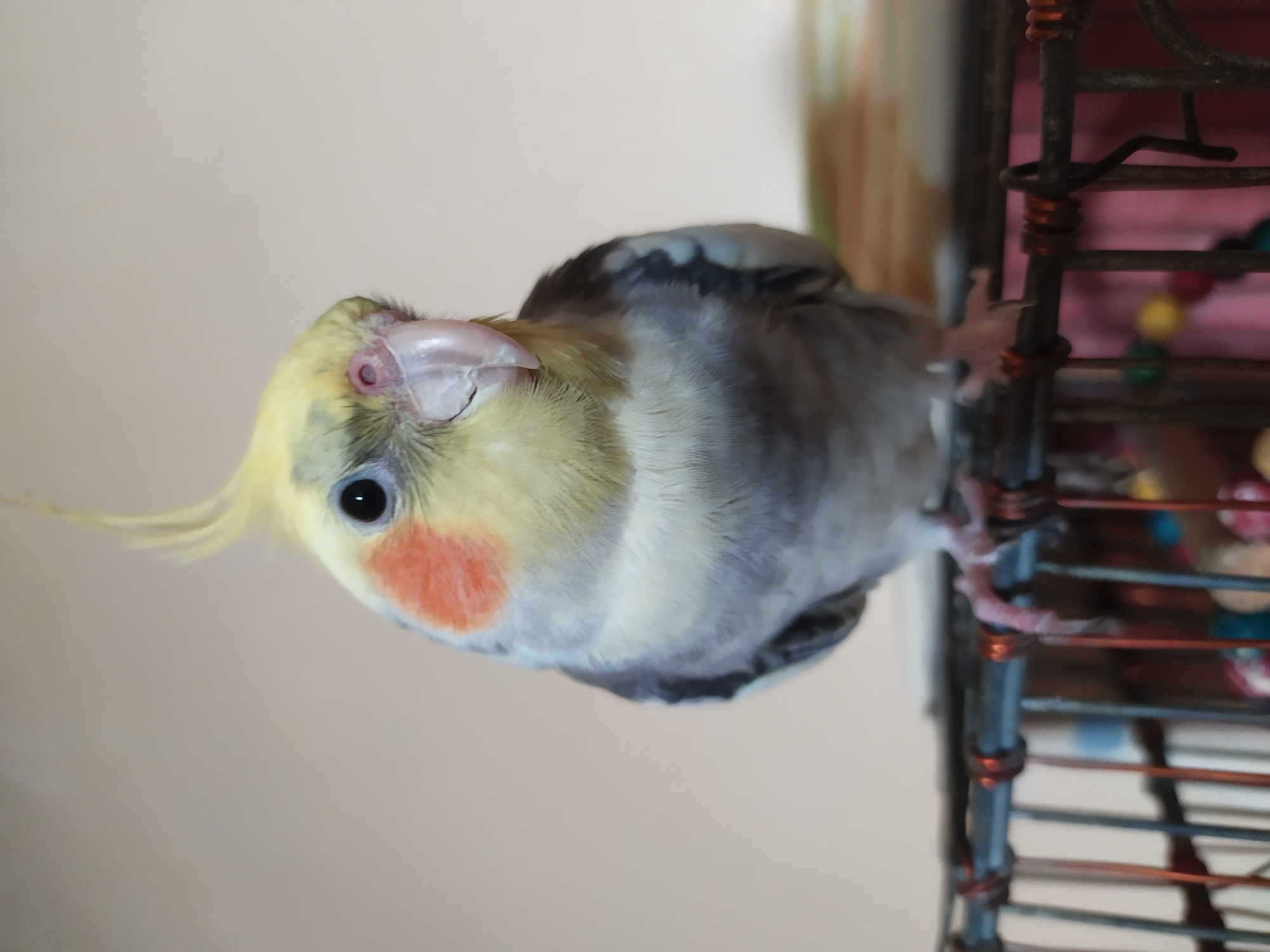 The image shows a close-up of a cockatiel perched on a cage. The bird has a yellow crest, grey and white body feathers, and orange cheek patches. Its eye is dark and round, and its beak is light pink. The bird is facing the camera. The cage bars are visible in the foreground, and a blurred background suggests an indoor environment. There is no indication of a specific location in Bilajari, Azerbaijan.