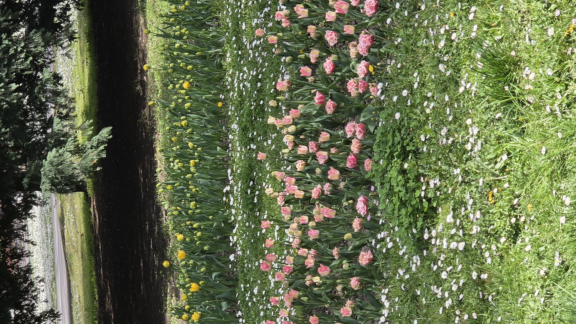 This media file presents a vibrant garden scene, likely in Varna, Bulgaria, captured in bright daylight. The composition is arranged vertically, showcasing distinct horizontal sections of blooming flora.
At the top of the frame, a broad expanse of lush green grass is visible, densely dotted with numerous small white daisy-like flowers and scattered yellow dandelions. Immediately below this, a prominent bed of pink and peach-colored tulips stretches across the middle section of the image. Many of these tulips are fully open, displaying intricate, often ruffled or double petals, while others are still in bud form. This tulip bed is also interspersed with small white flowers and clover-like ground cover. Further down, another distinct row of tulips, predominantly yellow, appears. Most of these yellow tulips are still tightly closed buds, though a few have begun to open, revealing their sunny petals.
Towards the bottom of the frame, a dark, unpaved path or trail runs horizontally, separating the flower beds from a line of trees. Several coniferous trees, possibly pines or spruces, stand with their dark green foliage providing a backdrop to the left of the path. Beyond these trees and the path, another lighter-colored area, possibly a road or another field of white flowers, is vaguely visible in the lower left background.
The bright illumination and clear shadows suggest a sunny late morning or early afternoon. The scene evokes a sense of natural beauty and the freshness of spring. No people or specific activities are depicted, and there is no visible text.