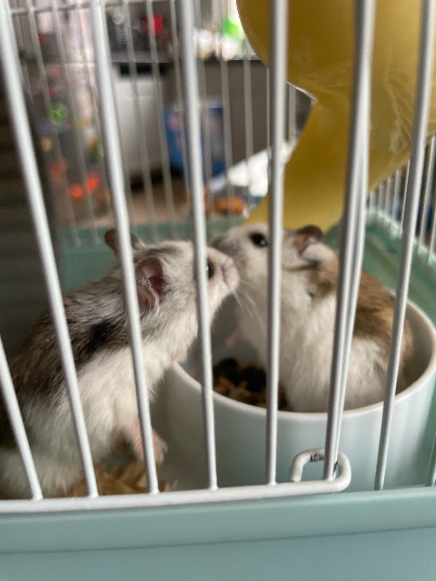 Two hamsters are in a cage. One hamster, on the left, is facing away from the camera, with its head turned to its left. Its fur is primarily white with patches of gray and black. The other hamster, on the right, is facing the camera and appears to be reaching out towards the first hamster, with its mouth slightly open. This hamster has white fur with brown markings on its back and head. Both hamsters are in a light blue cage, which has white bars. In the foreground, the bars of the cage are prominent. Behind the hamsters, a yellow object, possibly a chew toy, is visible. The background is blurred, but appears to be a domestic setting with shelves and various objects. The scene is indoors, and the lighting suggests daylight. There is no indication of the location being in Baranovka, Russia.