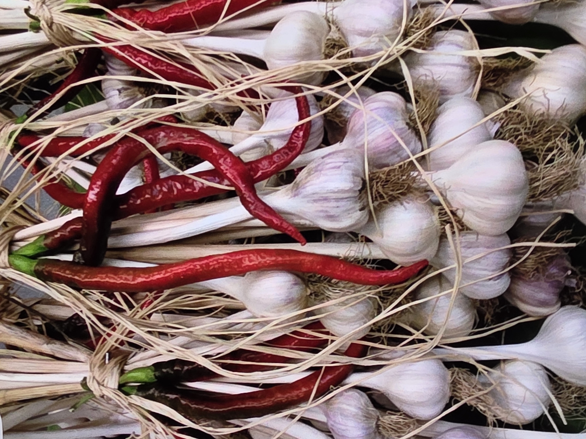The image is a close-up, vertically oriented, still life photograph of a harvest of red chili peppers and garlic bulbs. The peppers are long, slender, and a vibrant red, some with green stems still attached. They are intertwined with bunches of white garlic bulbs, which have dry, papery skins and visible roots. The two elements are bound together by straw or dried grass, creating a rustic display. The lighting is even, and the focus is sharp, highlighting the textures of the produce. The background is dark and out of focus, emphasizing the subjects. There is no indication of a specific location in Voluntari, Romania; the scene is a generic depiction of a harvest.
