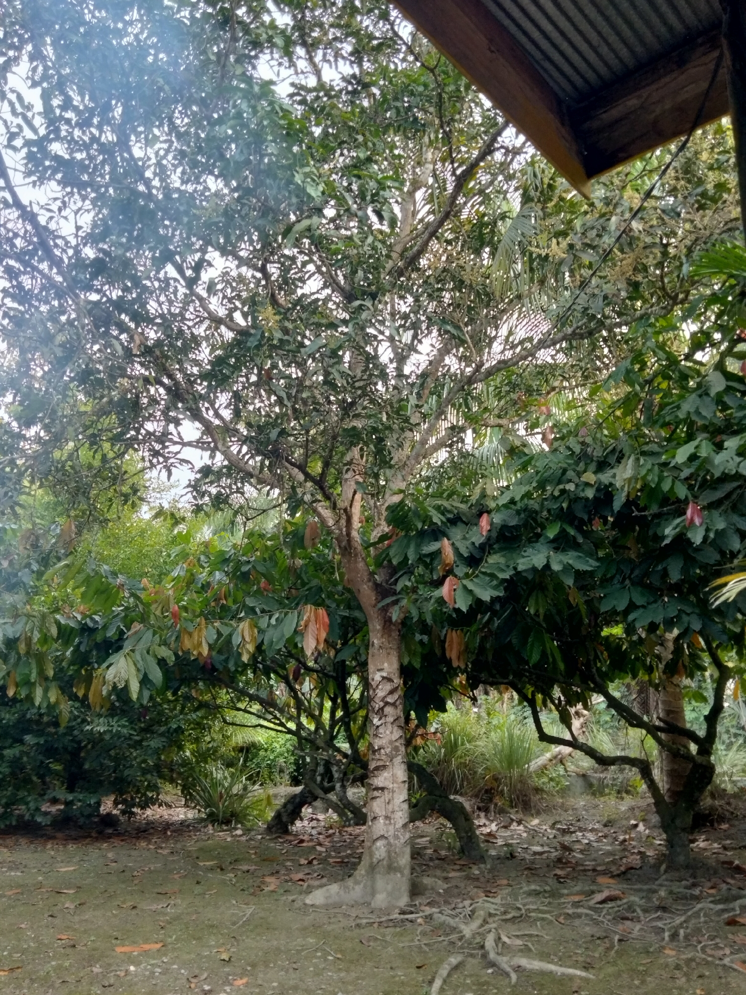 In the city of Unknown, Indonesia, a dense canopy of trees dominates the scene, with a variety of leaf colors and textures suggesting different species. The foreground is a mixture of dirt and sparse grass, with scattered fallen leaves. The gnarled roots of a prominent tree are visible, spreading across the ground. In the upper right corner, a corrugated metal roof of a structure is partially visible, suggesting human habitation or a storage area. The overall atmosphere is natural and somewhat wild, with a hint of rural life.