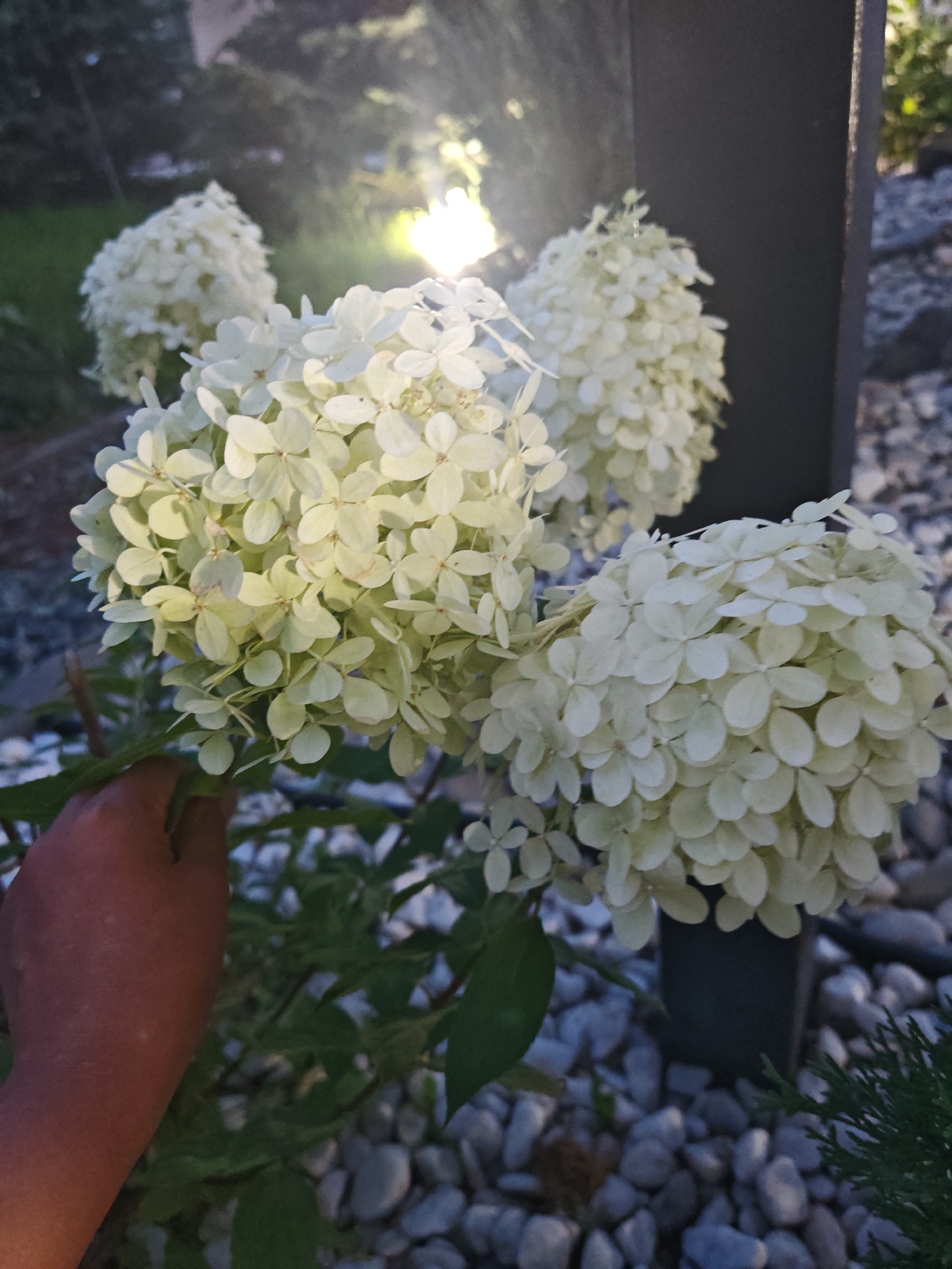 The image shows a close-up of several large, white hydrangea flower clusters. A person's hand is visible on the left side of the frame, gently holding a stem of the flowers. The background is blurred, with hints of green foliage and what appears to be artificial lighting. The ground is covered in small, light-colored stones, and a dark, vertical object, possibly a fence post or column, is present on the right. The scene is set outdoors, likely in a garden or park. There is no indication of the specific location in Kokshetau, Kazakhstan, within the image itself.