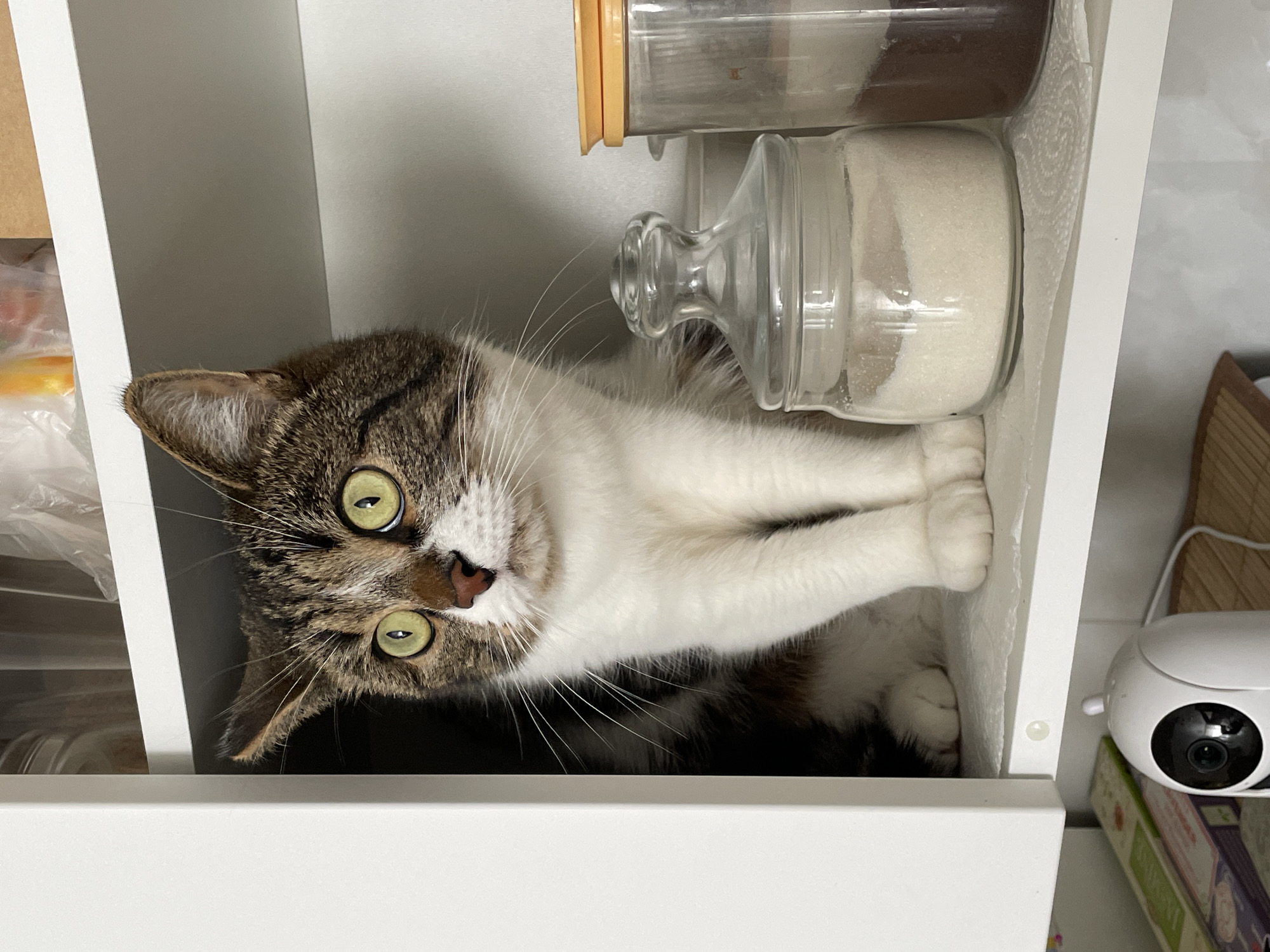The image captures a domestic short-haired tabby and white cat nestled inside a white shelf or cabinet compartment. The cat is positioned on its side, with its body curled and paws tucked, looking directly at the camera with wide, alert green eyes and prominent whiskers.
Above the cat, within the same shelf, are two glass jars. The upper jar has an orange lid and contains a dark substance, possibly coffee or a spice. Below it, a smaller glass jar with a clear lid holds white granular sugar. A crumpled white paper towel is visible behind the sugar jar. To the left of the cat, part of a clear plastic bag containing orange and yellow items is visible on an adjacent shelf.
On a lower shelf, to the right of the cat, sits a white, spherical security camera or baby monitor with a black lens. Partially visible underneath are some books or boxes and a small brown wooden object.
The setting appears to be an indoor environment, likely a kitchen or pantry in Pervomaysky, Russia, given the presence of food storage containers. The cat's direct gaze and unusual position suggest a moment of curiosity, playfulness, or comfortable hiding. The image is notably rotated 90 degrees counter-clockwise from a standard upright view. There is no visible text in the image.