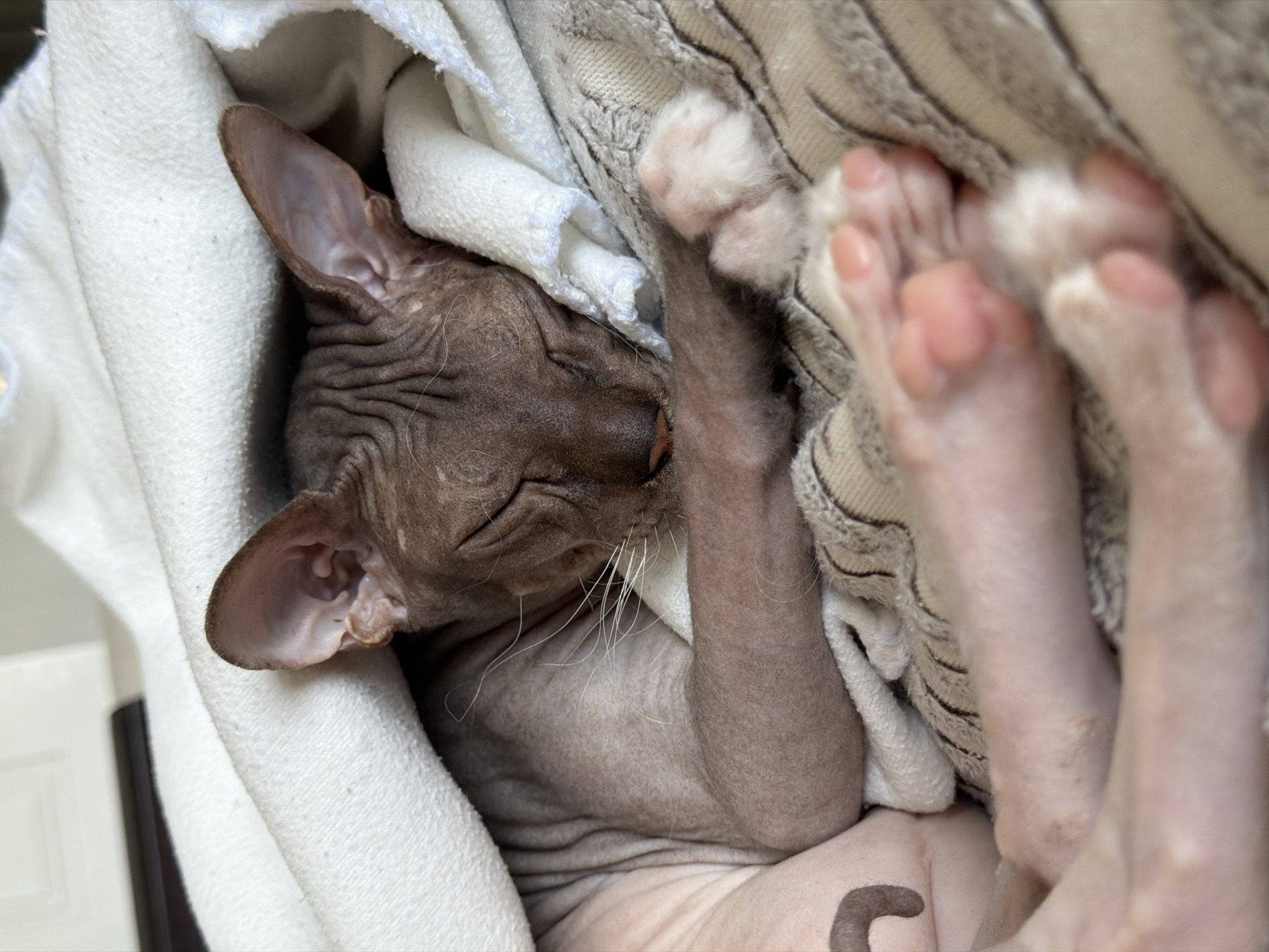 A Sphynx cat, with its characteristic wrinkles and pink skin, is sleeping deeply, completely wrapped in a soft white towel. Its eyes are closed, and its head is tucked into its chest, with one paw resting gently on its face. The cat is lying on a textured blanket, which is a neutral beige color. The overall scene is one of peaceful slumber and comfort. This image was captured in Izhevsk, Russia, inside a residential dwelling.