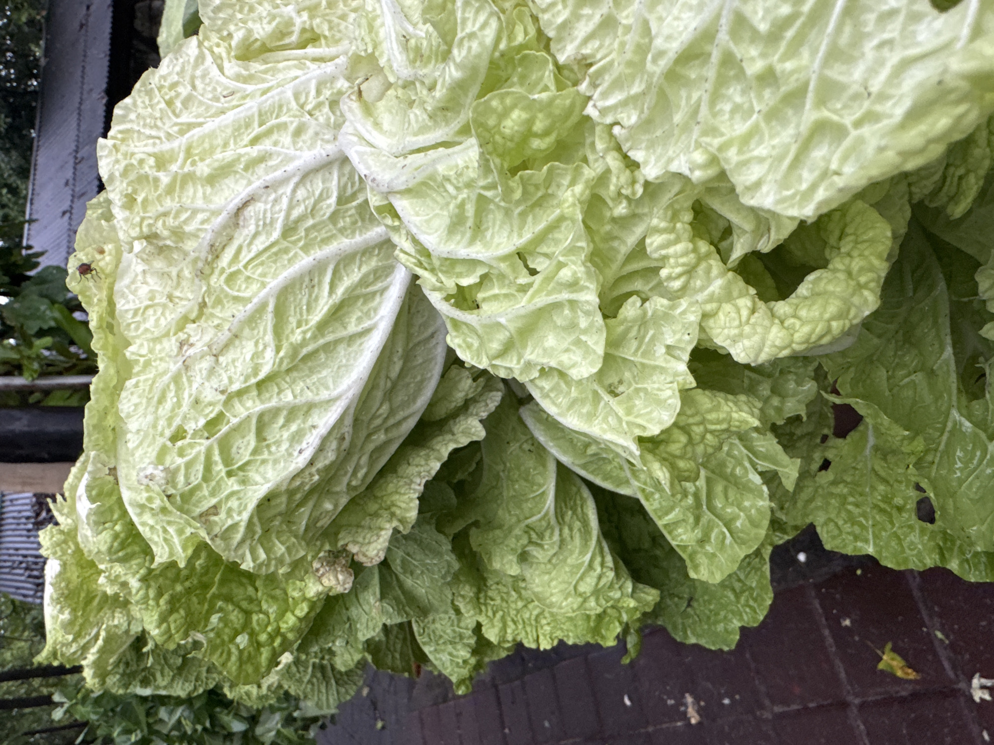 The image presents a close-up, high-angle view of a substantial pile of fresh, light green leafy vegetables, characteristic of Napa cabbage or Chinese cabbage. The leaves are broad, crinkled, and feature prominent white veins, with some exhibiting minor natural imperfections like small tears or discolored spots.
A notable detail is a small, dark reddish-brown insect, possibly a beetle, visible on one of the larger, paler leaves towards the upper-left side of the arrangement. This detail suggests the vegetables are fresh and potentially recently harvested or organically grown.
The scene is set outdoors during the daytime, indicated by the bright, natural illumination. In the background to the left, some darker green foliage and a corrugated metallic or dark-colored surface are partially visible, hinting at a natural or constructed outdoor environment such as a garden, farm, or market stall. Below and to the right, a dark reddish-brown paved surface, possibly composed of bricks or tiles, completes the setting.
There are no people or specific activities taking place, but the arrangement implies the vegetables are being displayed, prepared for sale, or recently gathered. The fresh appearance and the presence of an insect align with the context of Kuta, Indonesia, suggesting local produce from a market or farm. No text is visible in the image.