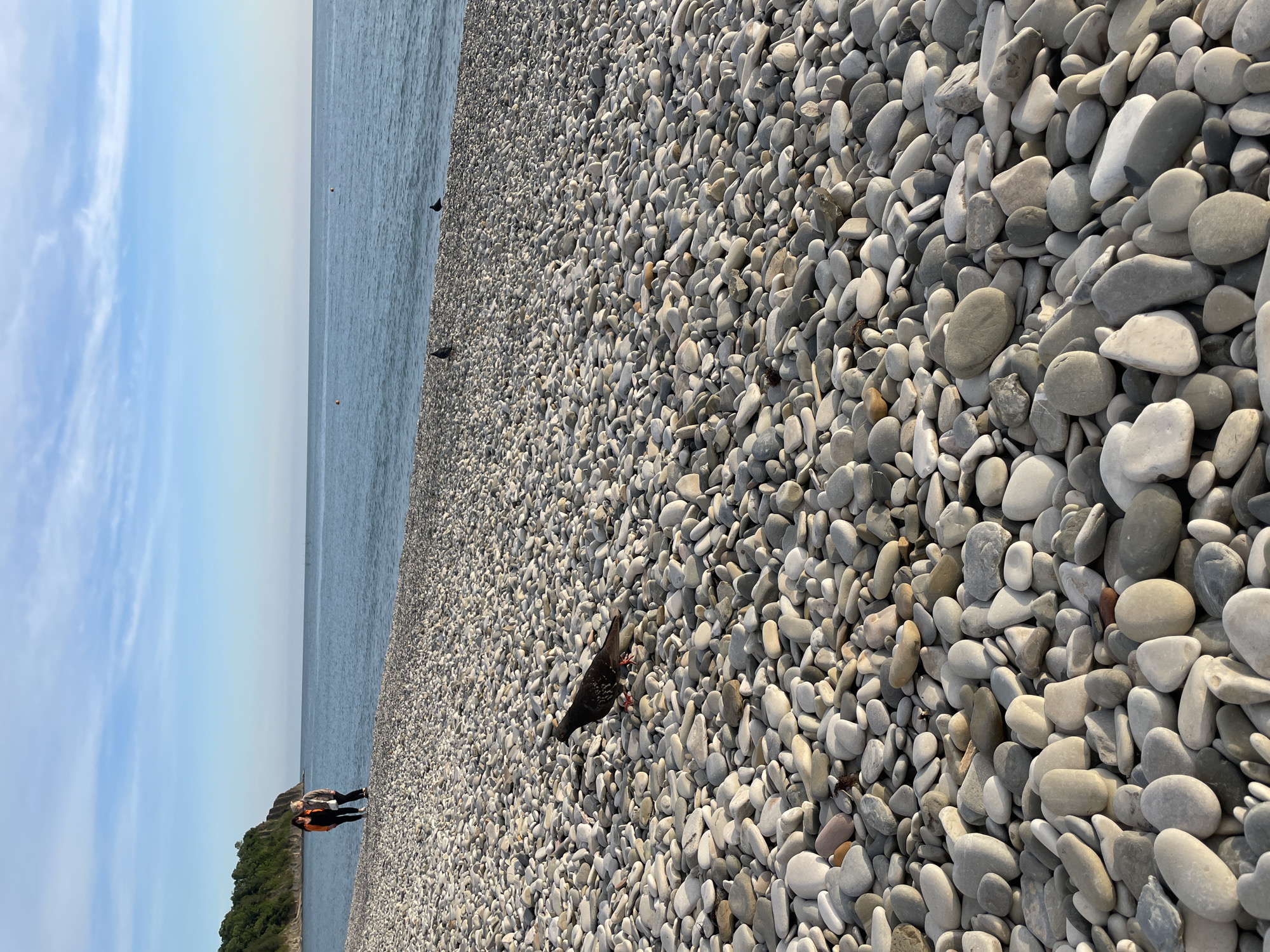 This landscape photo captures a pebble beach on a clear day. The frame is dominated by countless gray and white pebbles, varying in size and shape. A dark-colored pigeon stands among the rocks, seemingly pecking at the ground. In the background, the sea meets the sky, with a light blue gradient suggesting calm weather. On the left side of the image, two people stand near a small patch of green vegetation. The scene is the beach at Olginka, Russia.