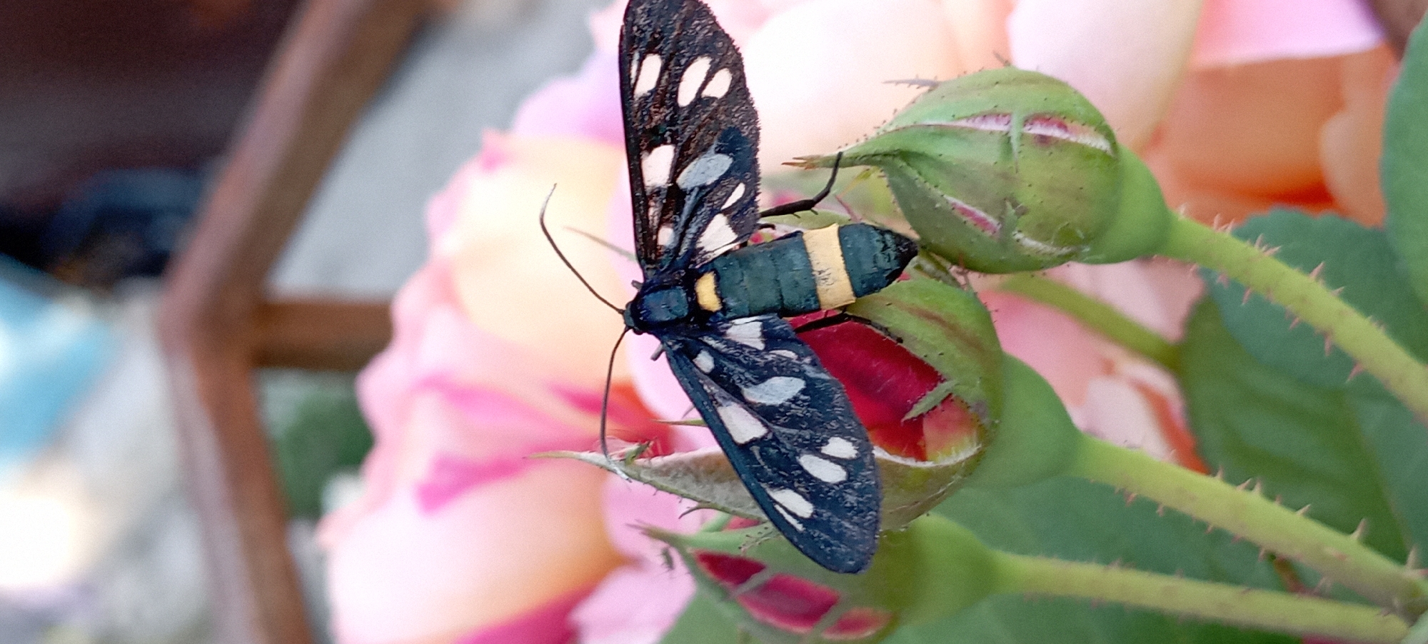 A close-up, vertical, eye-level shot captures a nine-spotted moth perched on a rose bush. The moth's wings are dark blue with white spots, and its body is dark green with yellow bands. It is resting on a thorny green stem, with several rosebuds in various stages of development around it. The background consists of soft-focus pink rose petals. The image appears to have been taken outdoors in Radisne, Ukraine.