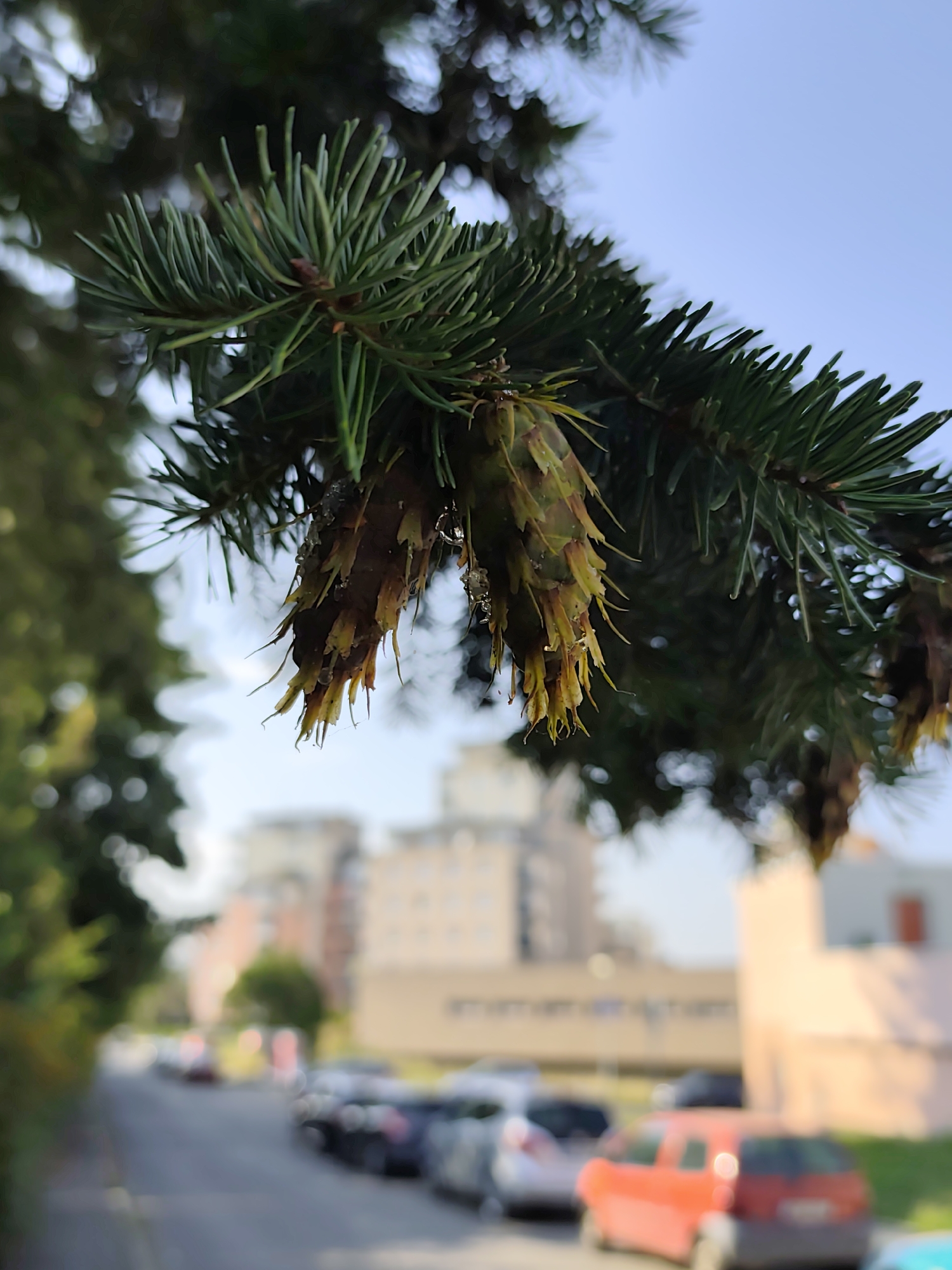 The image shows a close-up view of a pine tree branch with cones hanging down. The needles are green and sharp, and the cones are a yellowish-brown color, appearing somewhat wet or sticky. In the background, out of focus, there is a street scene with parked cars and buildings. The sky is clear and blue. The image appears to be taken outdoors in an urban environment, possibly a residential area or a park within the city of Prague, Czechia, given the architectural style of the buildings. There are no people visible in the image.
