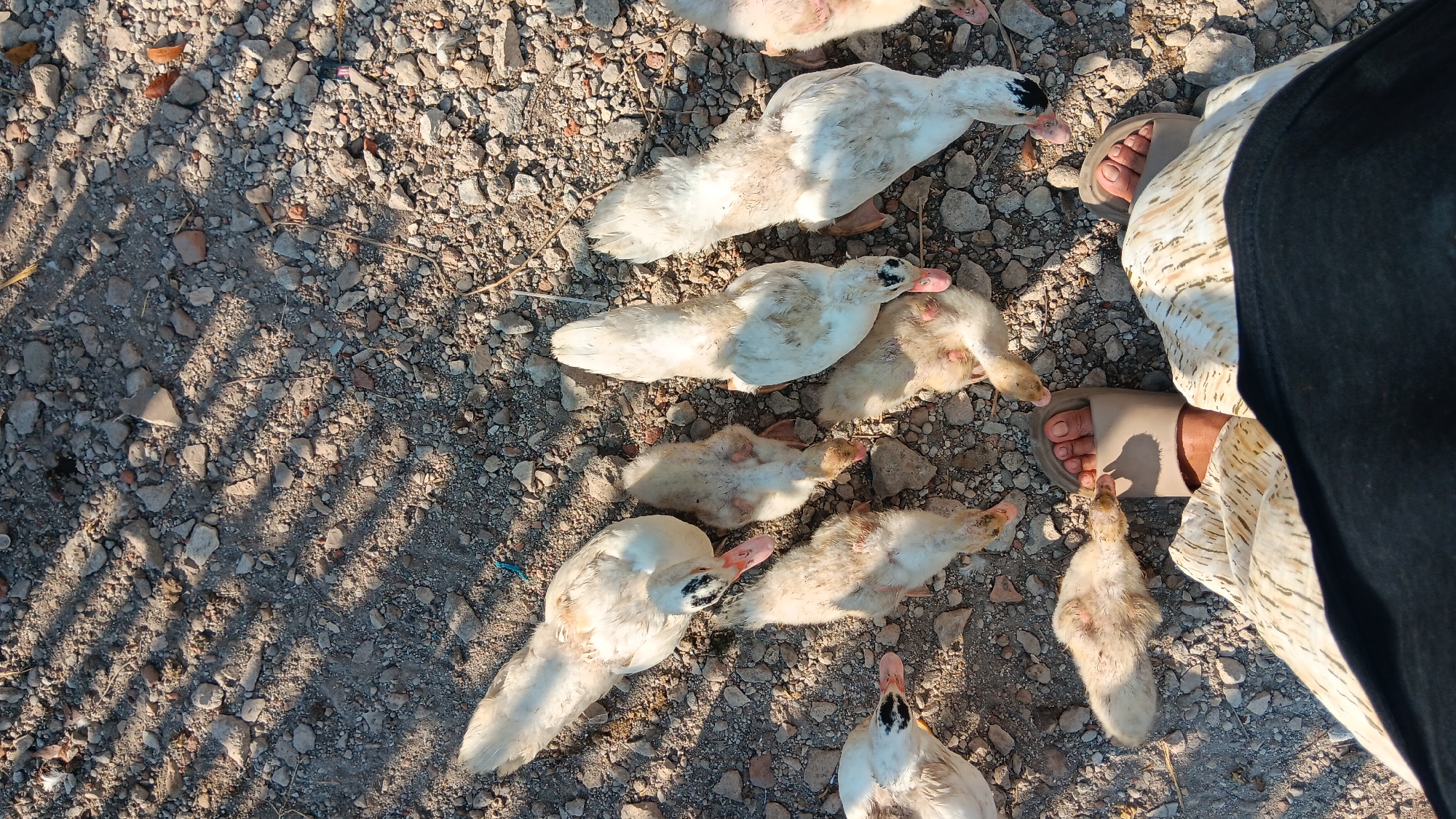 In Sonobekel, Indonesia, a group of white ducks, some adult and some ducklings, are gathered on a gravel-covered ground under dappled sunlight. A person, wearing light-colored slides and a patterned skirt, stands among the ducks. The ducks appear to be pecking at the ground.