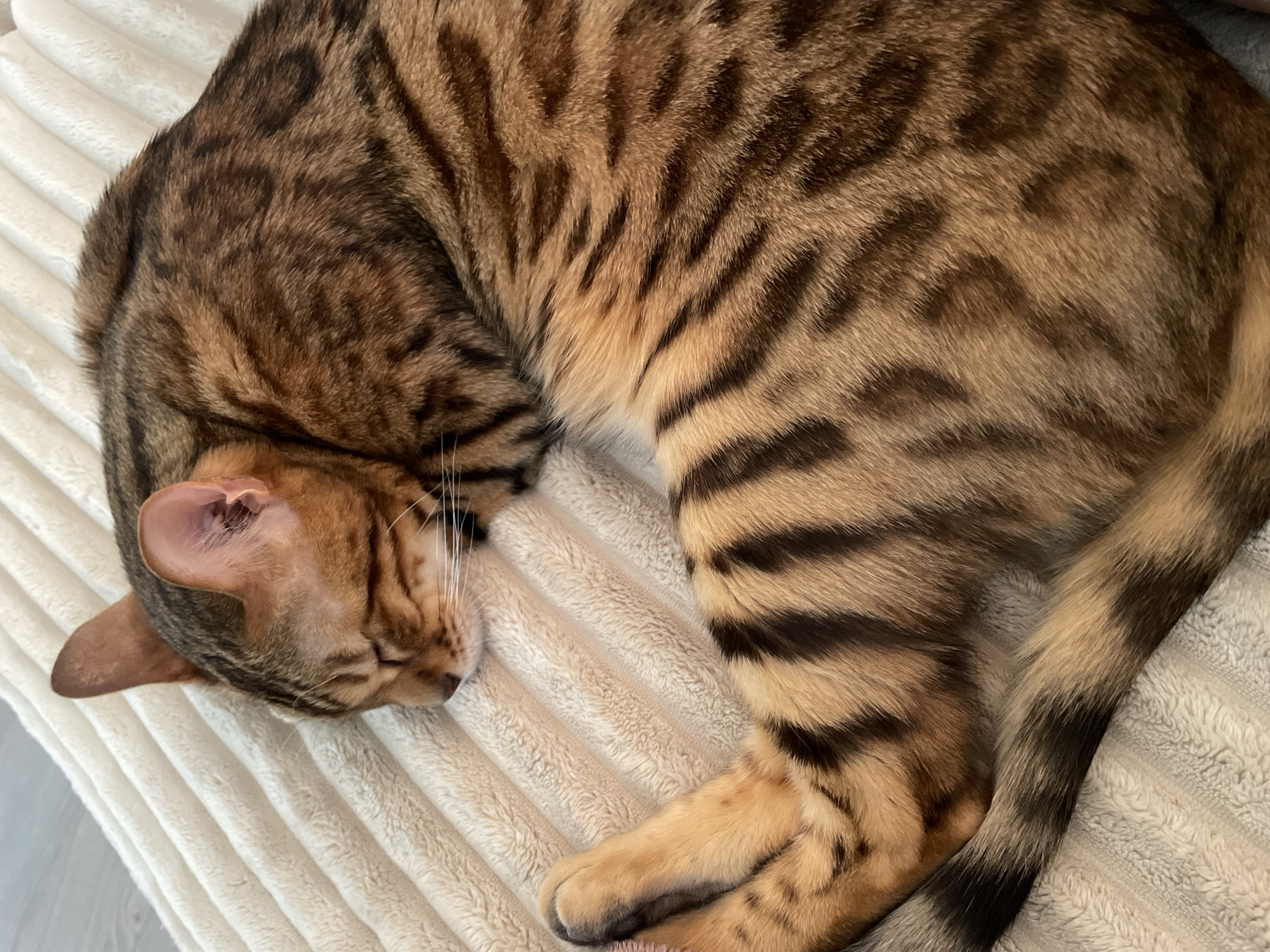 A Bengal cat with brown and black spotted fur is curled up and sleeping on a textured, cream-colored blanket. Its eyes are closed, and its head is tucked into its body. The cat's tail, also spotted, is wrapped around its body. The blanket appears to be a soft, plush material with ribbed detailing. The background is out of focus, suggesting an indoor setting.