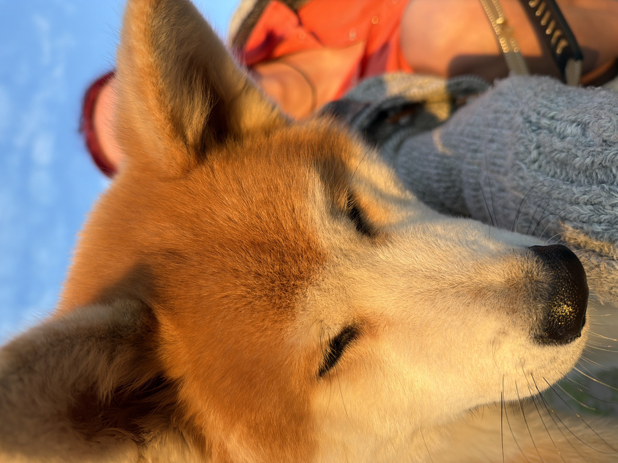 The image displays a close-up, angled portrait of a dog's head, appearing to be an Akita or Shiba Inu type, bathed in strong, warm, golden light. The dog's eyes are closed, indicating it is resting or sleeping. Its fur transitions from reddish-orange (fawn) on the top of its head and erect, pointed ears to a lighter cream or white on its muzzle, chin, and throat. Darker fur is visible inside the ears and as thin lines accentuating the closed eyelids. Numerous prominent white whiskers extend from the dog's cream-colored muzzle. The nose is black, textured, and reflects golden light.
A person is partially visible in the blurred background, positioned behind and to the right of the dog. Only the top of the person's head, featuring reddish hair or a cap, a bright orange garment (possibly a shirt or jacket), and an arm or hand enclosed in a grey knitted glove are discernible. The grey glove appears to be interacting with or supporting the dog's lower jaw or neck area. A dark strap or collar and a gold-colored accessory are also visible on the person.
The scene is set outdoors under a clear, out-of-focus blue sky, illuminated by warm, directional light consistent with golden hour, creating distinct highlights and shadows on the subjects. The specific city of Chaikovsky, Russia, cannot be determined from the visual information presented in the image.