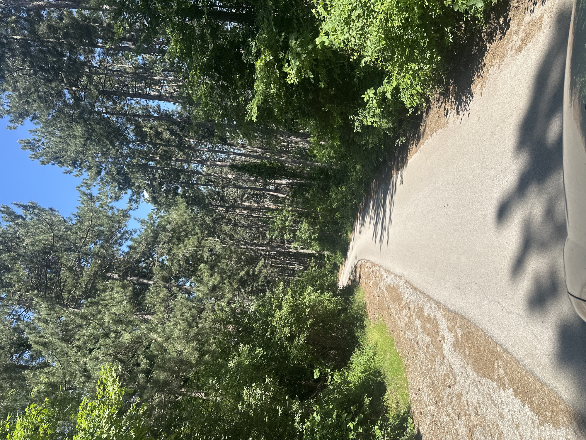 A winding asphalt road is bordered by dense green vegetation on both sides. To the left, a forest of tall, thin trees with dark green foliage rises, partially obscuring a bright blue sky. On the right, a mix of trees and shrubs forms a thick green barrier along the roadside. A vehicle is partially visible in the lower right corner of the frame. The location is Unknown, Unknown.