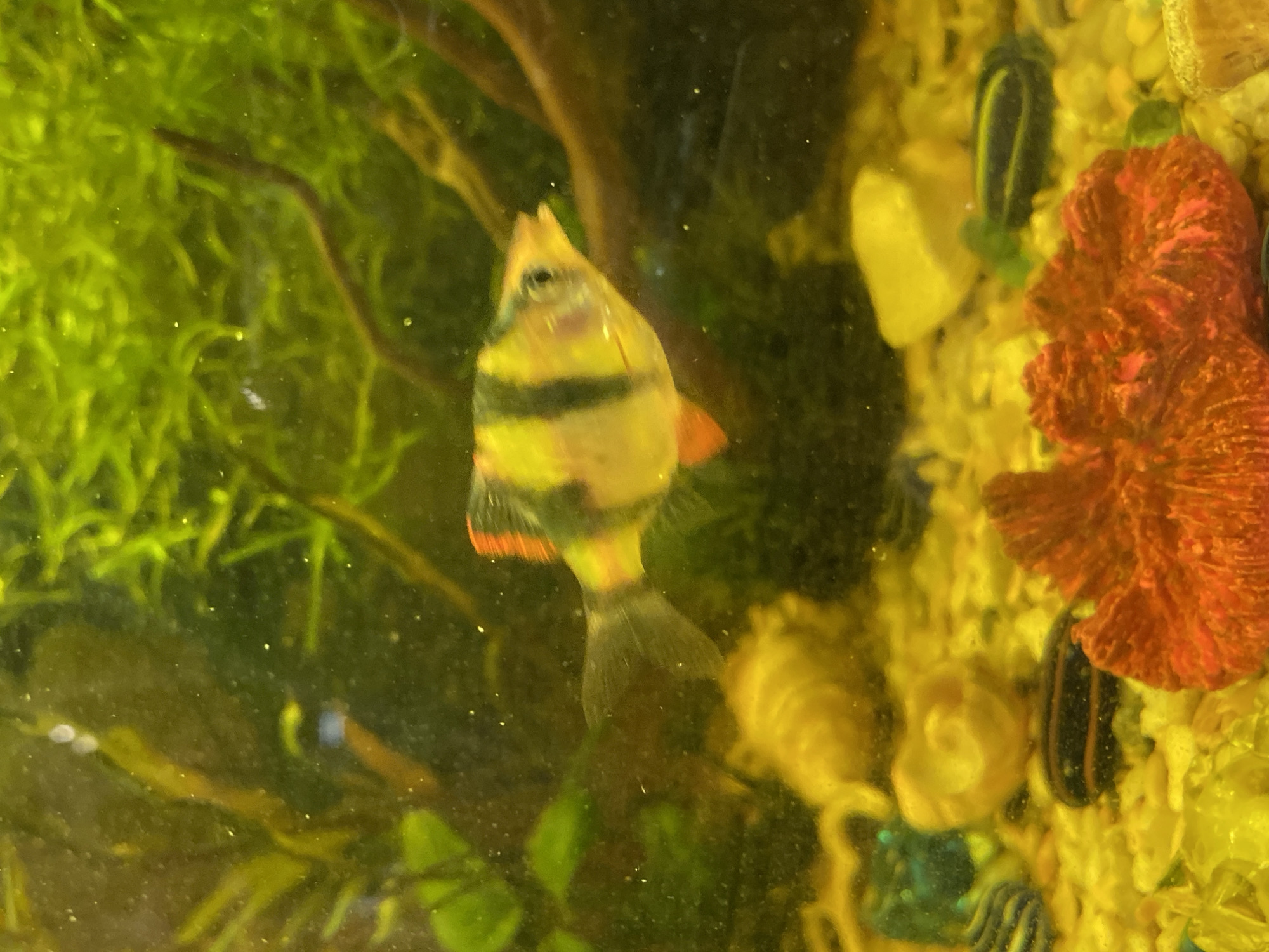 The image depicts a freshwater aquarium containing several fish, aquatic plants, and decorative elements. A tiger barb fish, characterized by its yellow body with black vertical stripes and orange fins, is prominently featured in the center, swimming to the right. In the foreground, there is an orange coral-like decoration on a bed of small pebbles and sand. Other fish with black and yellow stripes are visible near the bottom of the tank, as are some snails and small rocks. The background is filled with lush green aquatic plants, some of which are partially obscured by brown driftwood. The lighting creates a warm, green-tinted ambiance within the aquarium.
There is no information in the image to indicate its location in the city of Volzhsk, Russia.