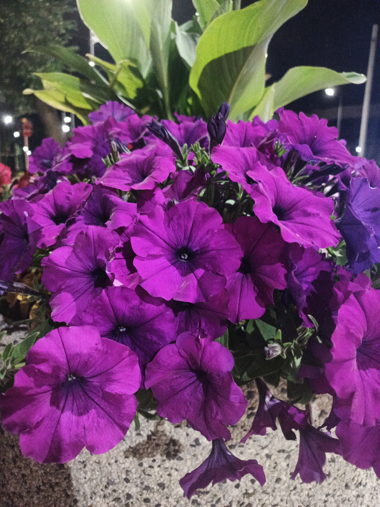 The image shows a close-up, low-angle view of a planter filled with vibrant purple petunias and large green leaves. The flowers are in various stages of bloom, with some fully open and others still budding. The planter itself appears to be made of concrete with a speckled texture. In the background, out of focus, are some lights, suggesting the scene is outdoors, possibly at night or in a dimly lit area. There are no people visible in the image.