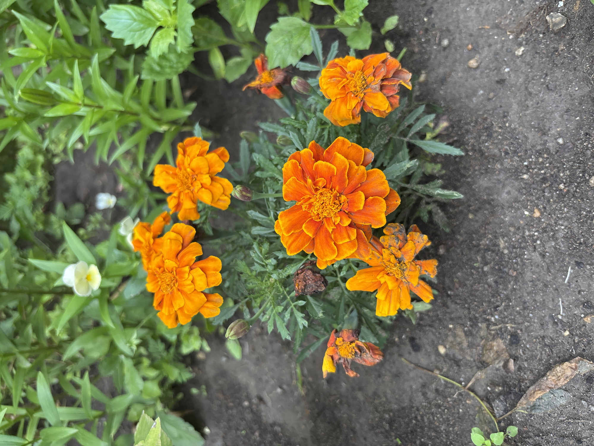 This image shows a close-up, eye-level, outdoor shot of a small cluster of marigolds in a garden bed. The marigolds are predominantly orange with some darker reddish-orange hues on the outer petals. Several of the flowers are in full bloom, while others appear to be buds or have begun to wilt and dry. The flowers are growing from a dark, moist soil that is interspersed with small pebbles and leaf debris. In the background, out-of-focus green foliage from other plants is visible, including some lighter green leaves and a few small white and yellow flowers. The overall impression is of a garden in bloom, possibly in the city of Blagoveshchensk, Russia, given the context. There are no people or animals present in the image.