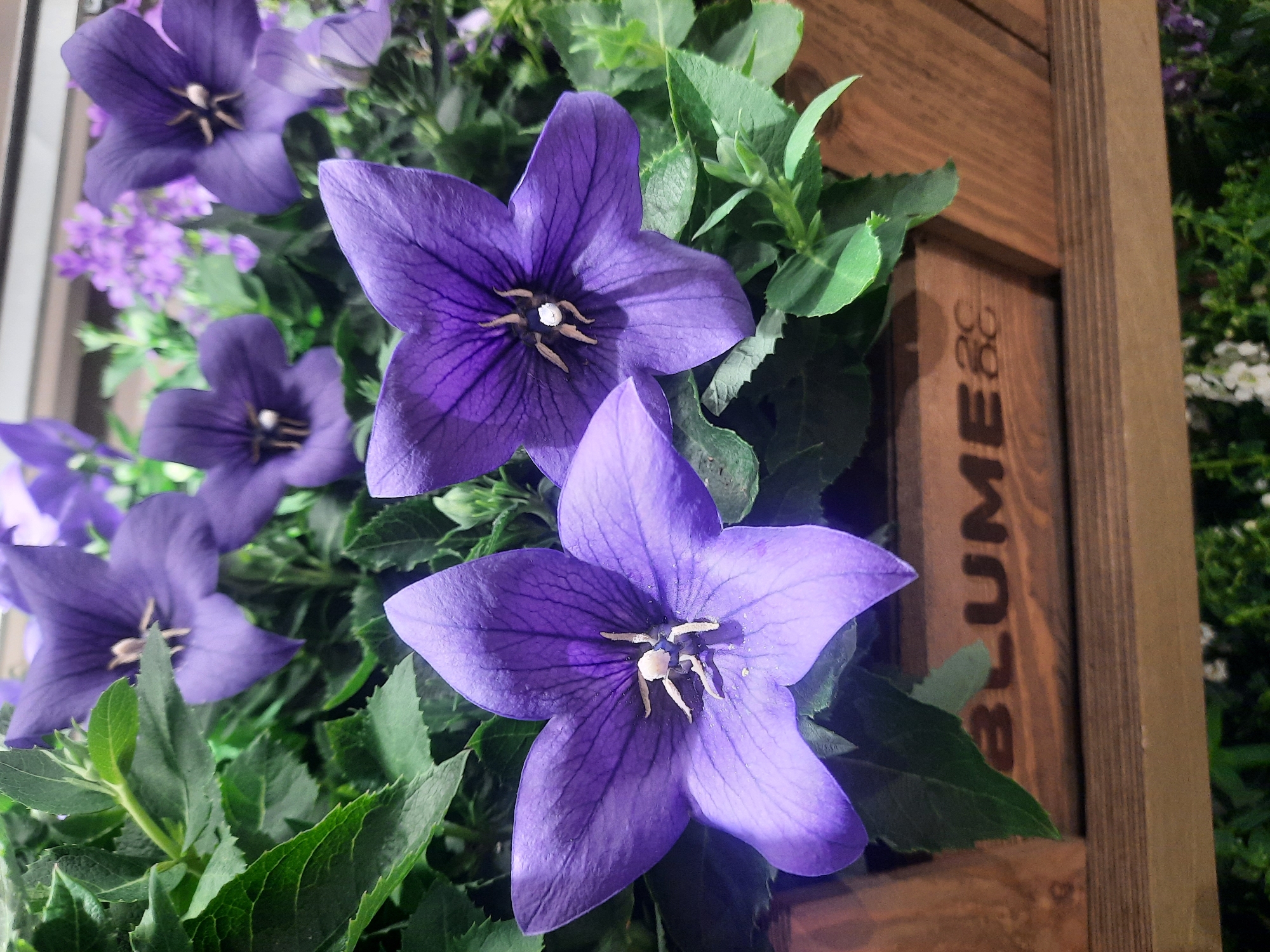 A close-up, slightly angled medium shot captures a cluster of purple balloon flowers in a wooden planter box. The flowers, characterized by their star-like shape and delicate veining, are the primary focus, with their petals a vibrant shade of violet. Green leaves surround the blooms, creating a lush backdrop. The wooden planter box, weathered and rustic, is partially visible at the bottom and right of the frame, bearing the embossed text "BLUME". The background is softly blurred, suggesting an indoor setting or an outdoor location with controlled depth of field. The lighting appears to be artificial, casting subtle shadows on the petals and leaves. The image is composed from a slightly elevated perspective, looking down upon the flowers. This image was taken in Rosenheim, Germany.
