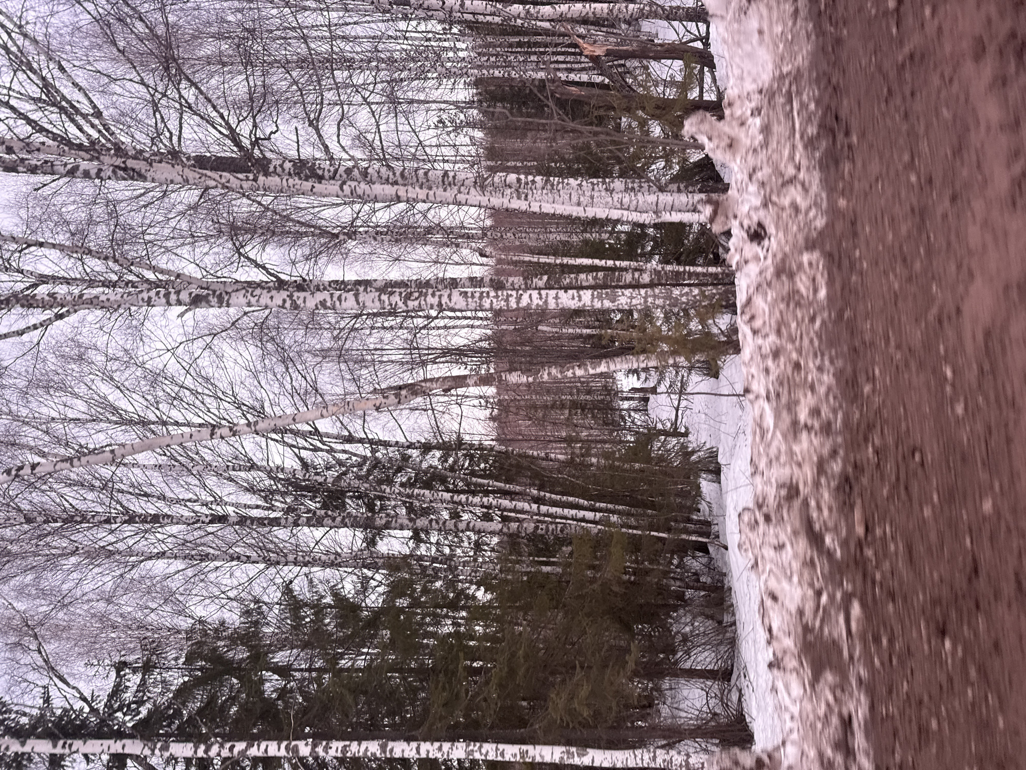 A forested area in Малая Уса, Russia, in winter. A row of birch trees with bare branches stands in front of a cluster of evergreen trees, both amidst snow-covered ground. A textured wooden or concrete structure is visible on the right side of the frame.
