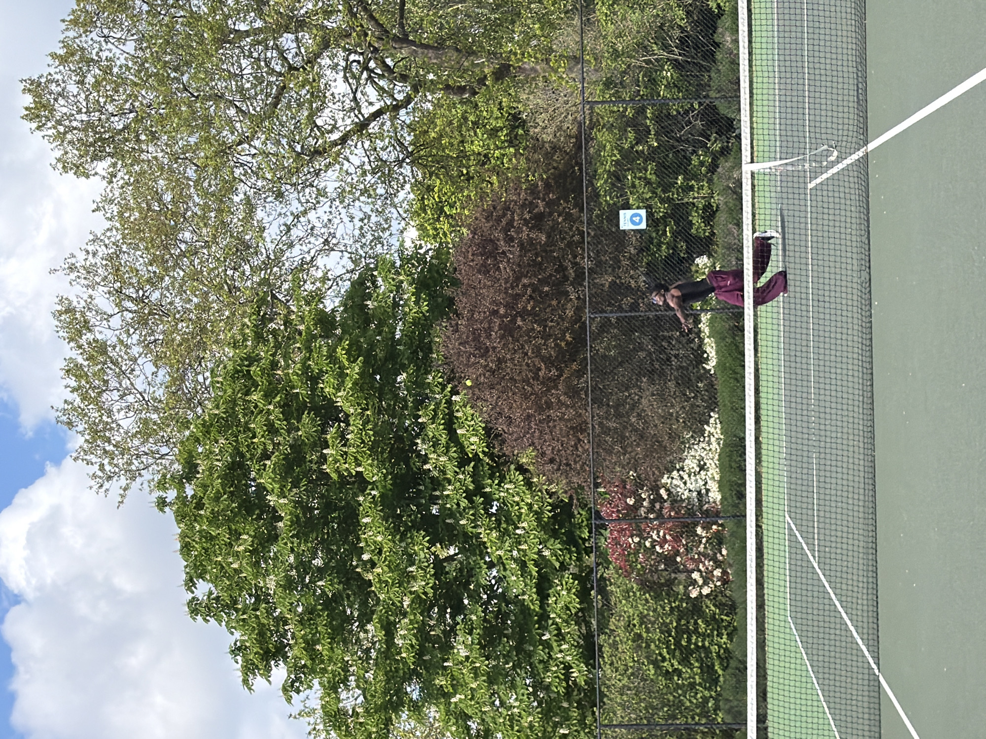 This image depicts an outdoor tennis court scene, likely in London, United Kingdom, viewed from a slightly elevated position. The sky is partly cloudy with blue patches and white clouds, indicating daytime.
The primary subject is a green tennis court with distinct white lines marking the playing area and service boxes. A black tennis net with a white top band stretches across the court. One person, appearing to be a woman, stands on the court near the net. She is dressed in a dark top, burgundy trousers, and white sneakers, and appears to be wearing sunglasses or a visor. Her stance suggests she is either resting between points, waiting, or has just completed a shot.
Surrounding the tennis court is abundant greenery, including large trees with bright green leaves, some with darker foliage, and one prominent tree with reddish-brown leaves. Along the base of the black chain-link fence, there are bushes with white flowers and others with reddish-pink foliage. A blue square sign with white text is attached to the fence, reading "TENNIS" and featuring the number "4" inside a white circle, indicating this is probably court number four. A small, light-green object, likely a tennis ball, is visible high above the court near the top of a tree, suggesting active play. The scene conveys a pleasant, active atmosphere in a well-maintained outdoor setting.