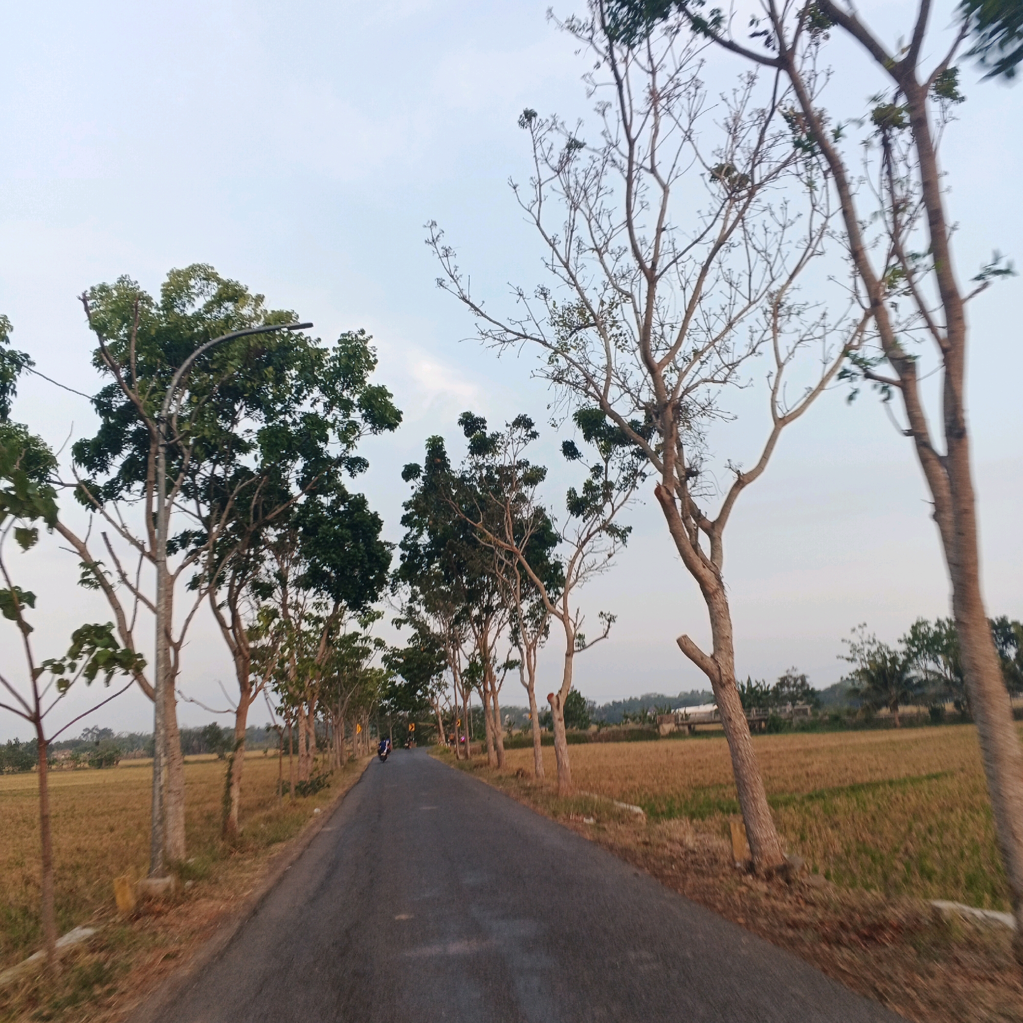 The image depicts a paved road in Nusajati, Indonesia, with fields of dry, golden-brown vegetation on either side. The road is lined with trees, some of which are bare with sparse branches, while others are lush and green. The sky is a pale blue with some wispy clouds, suggesting it is either early morning or late afternoon. There is a single person on a motorcycle traveling away from the camera down the road. In the distance, there are some buildings and more trees. The overall scene conveys a sense of rural tranquility and the passage of time, possibly during a harvest season or a dry period.
