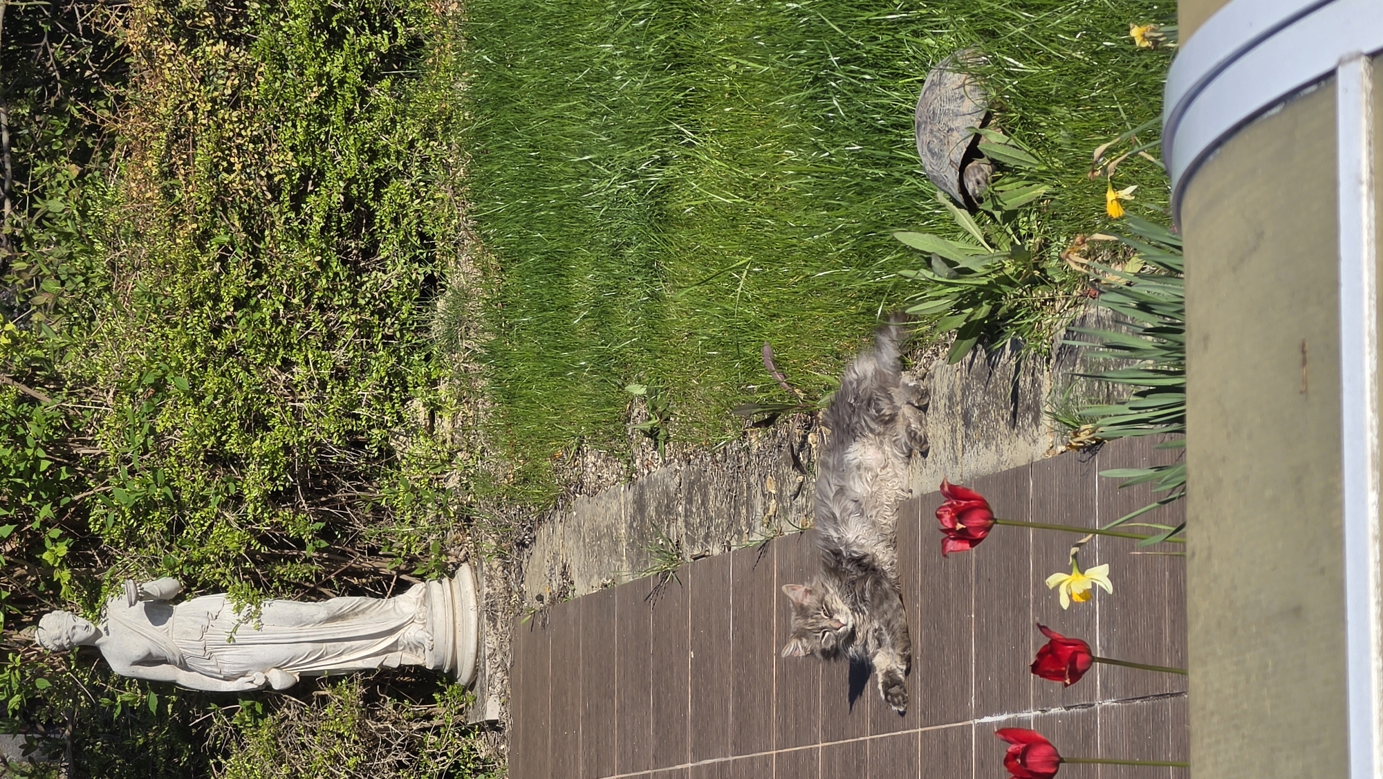 A horizontal medium shot shows a garden scene. A statue of a woman in a toga lies horizontally in a bush on the left. Adjacent to this bush is a stone ledge. A cat sprawls on a brown tiled surface next to the ledge. Red tulips and yellow daffodils grow near the tiled area. Beyond the tiled area is grass, where a turtle is crawling. The environment is outdoors. The image is likely taken in Rogachevo, Bulgaria.