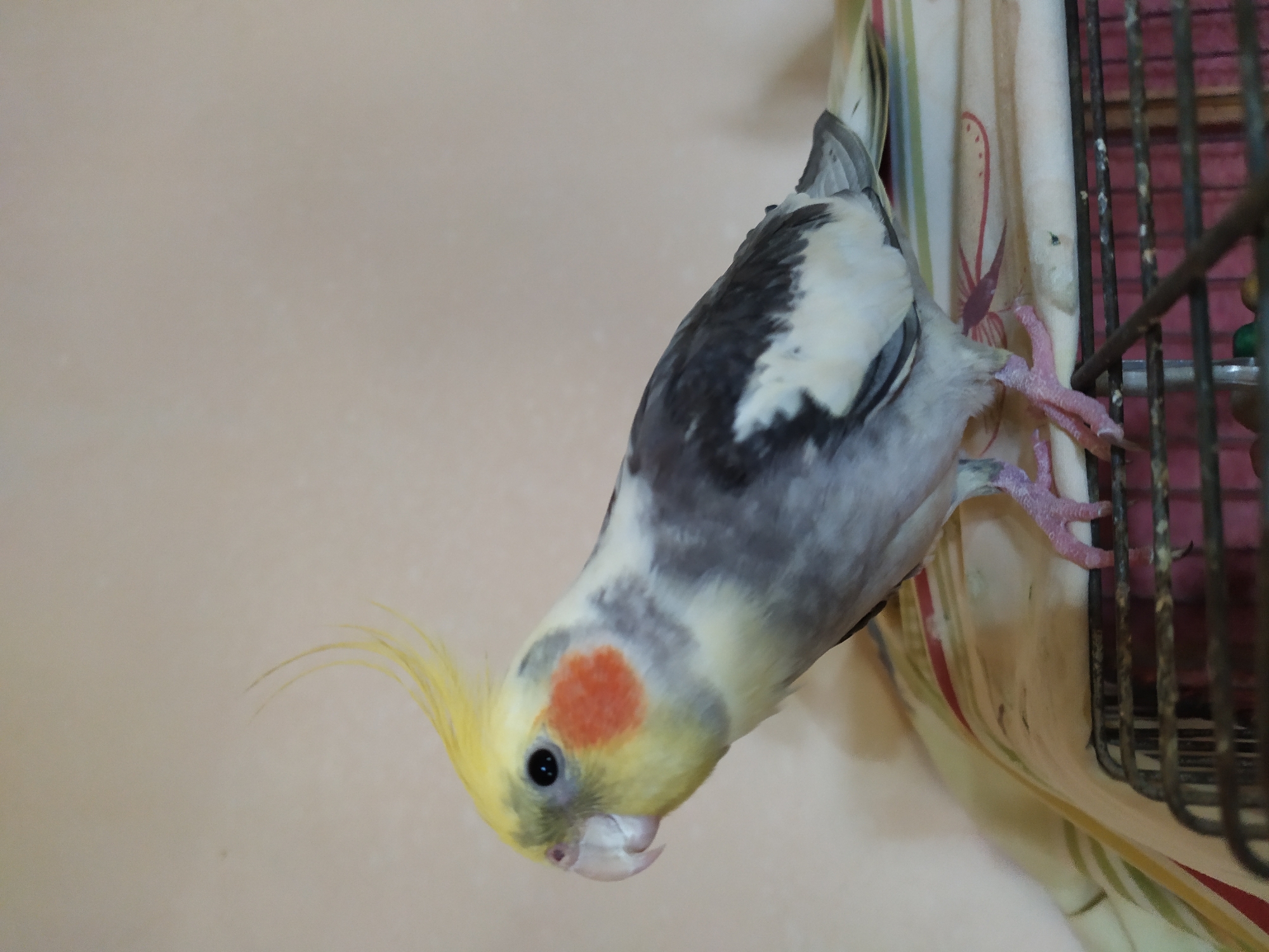 A cockatiel with yellow crest and orange cheek patches is perched on a cage, its body mostly grey and white. The bird is facing left, its beak slightly open. The background is a plain, light-colored wall. The scene is indoors.