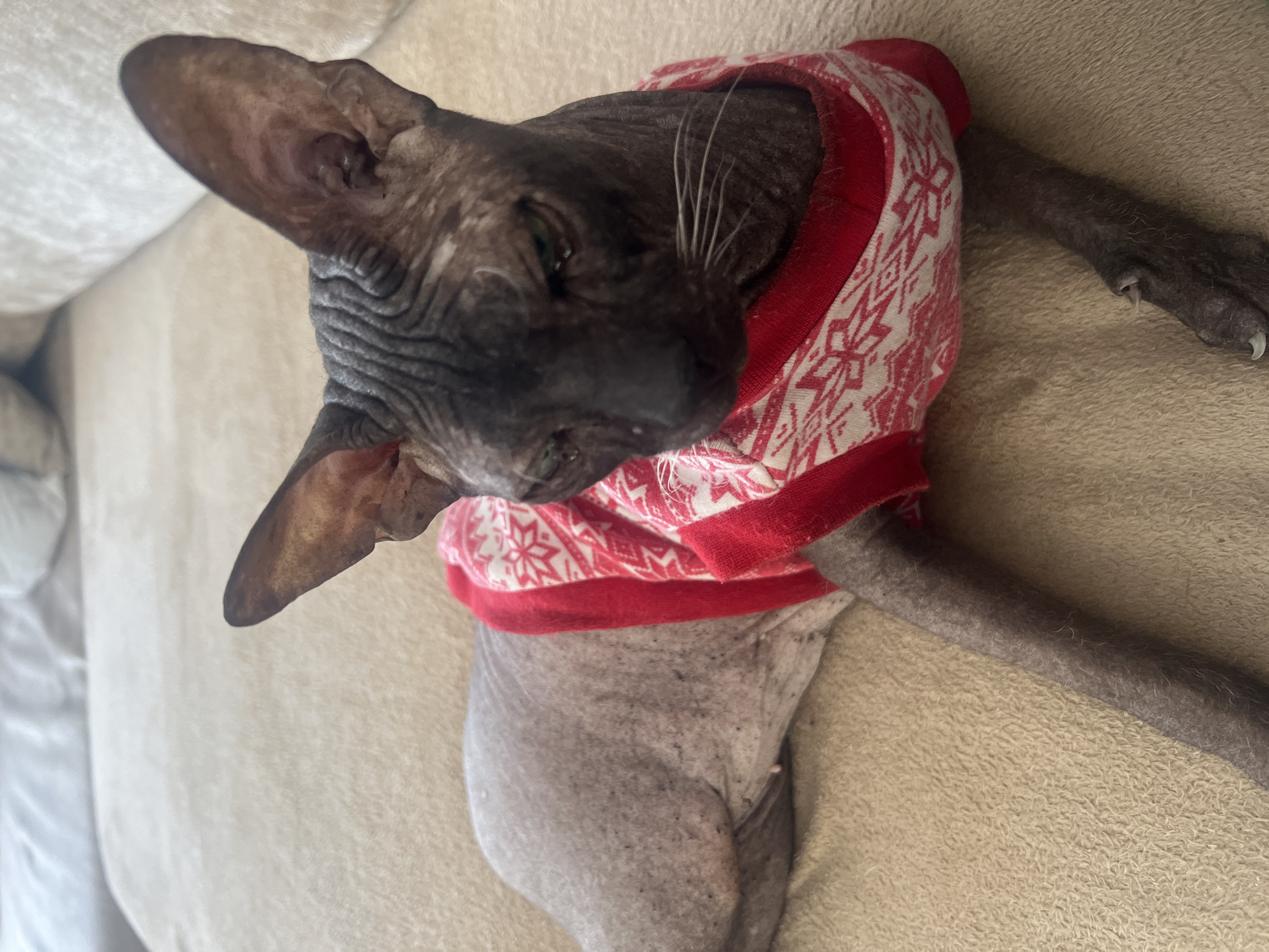 A Sphynx cat wearing a red and white patterned sweater is lying on a beige textured surface. The cat's head is turned to the left. The environment does not definitively resemble the city of Votkinsk, Russia.