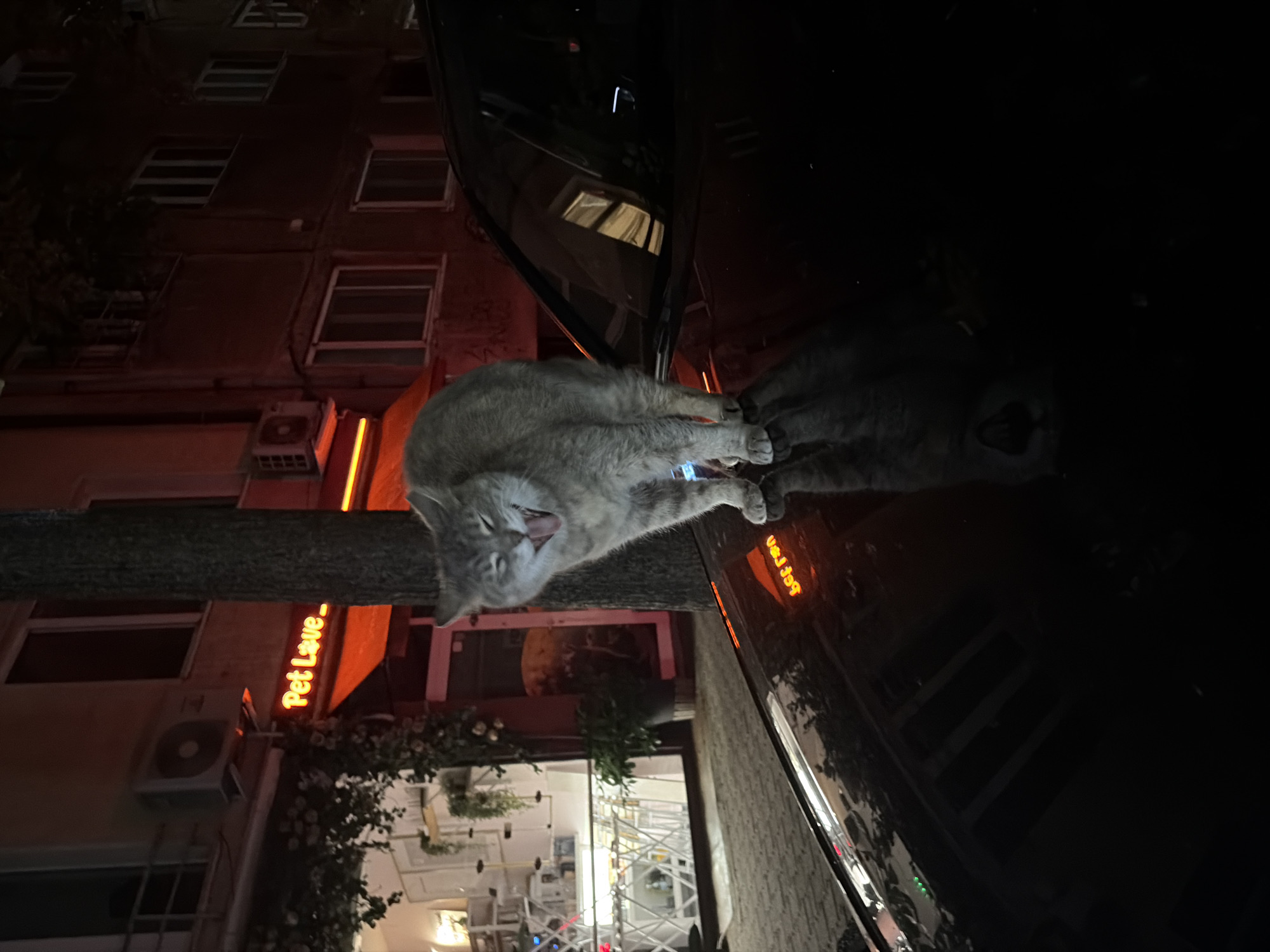 A gray cat with its mouth open stands on the hood of a black car at night. The cat is facing left and appears to be yawning or meowing. In the background, there is a building with neon lights that say "Pet Love." There are also windows, air conditioning units, and trees. The car's hood is reflective, and the cat's reflection is visible. The scene is illuminated by artificial lights.