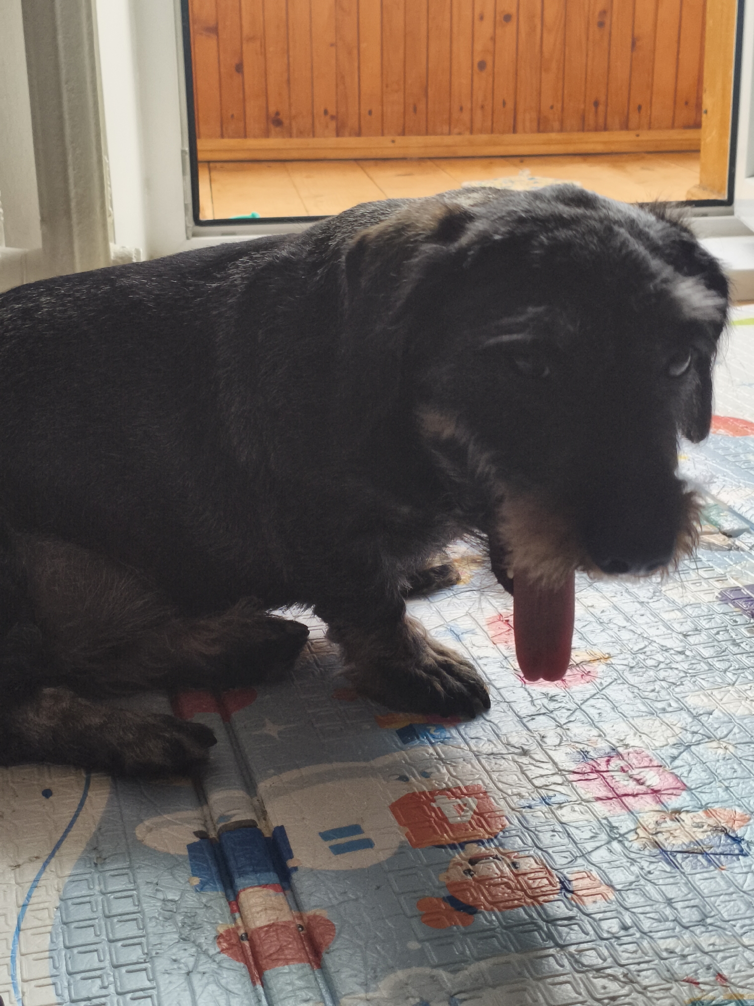 A dark-colored dog with a long, pink tongue extended is lying on a mat with a colorful, cartoonish pattern. The dog is positioned in profile, facing right, with its head lowered and its tongue touching the mat. The background shows a doorway with wooden vertical panels and a white vertical element on the left, possibly a radiator or wall. The lighting suggests an indoor setting.