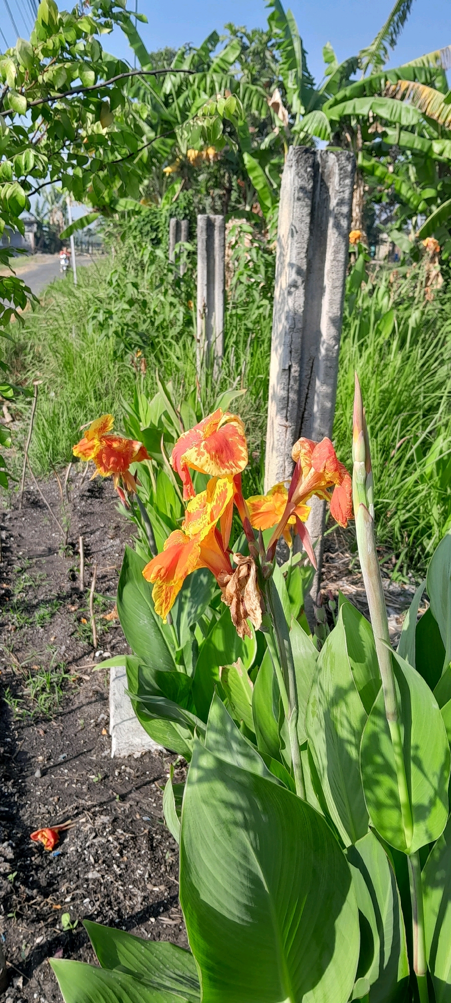 The image depicts a close-up view of Canna lilies in bloom, set against a backdrop of lush greenery and a clear blue sky. The flowers are a vibrant orange and yellow, with some showing signs of wilting. Two weathered concrete posts stand in the middle ground, partially obscured by the foliage. In the background, a paved road is visible, with a person riding a motorcycle in the distance. The scene appears to be located in an outdoor environment, possibly a garden or a roadside, with evidence of a tropical climate. The overall impression is one of natural beauty, with a touch of rustic charm. The location is Tambakrejo, Indonesia.