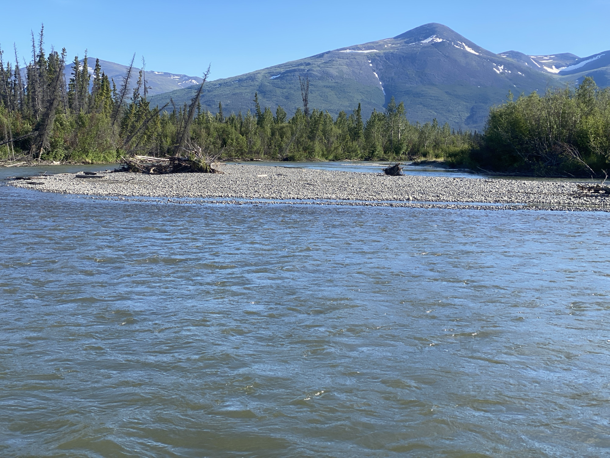 The image shows a wide, flowing river in a natural landscape. The water is a muted blue-green, with ripples and small waves suggesting movement. In the foreground, the river occupies most of the frame, with a clear distinction between the water and the land.
The riverbank in the middle ground is covered in a coarse, light-colored gravel and stones. Scattered on this gravel bar are several pieces of driftwood, some appearing as large logs and branches, with one section forming a tangled, exposed root structure. Behind the gravel bar, a dense line of evergreen trees forms a treeline. Some of these trees are tall and slender, while others are shorter and bushier. A few dead or dried-out trees, stripped of their needles, stand out among the green foliage.
In the background, a large mountain range dominates the horizon. The lower slopes of the mountains are covered in dark green vegetation, transitioning to lighter green and eventually bare rock and patches of snow at higher elevations. The sky above is a clear, bright blue, indicating a sunny day.
The scene is located on the outskirts of Haines Junction, Canada, a region known for its rugged, mountainous terrain and proximity to Kluane National Park. The specific location appears to be a popular spot for viewing the river and the surrounding natural beauty, likely along a readily accessible route or trail. There are no people or any signs of human activity beyond the natural debris found on the riverbank.