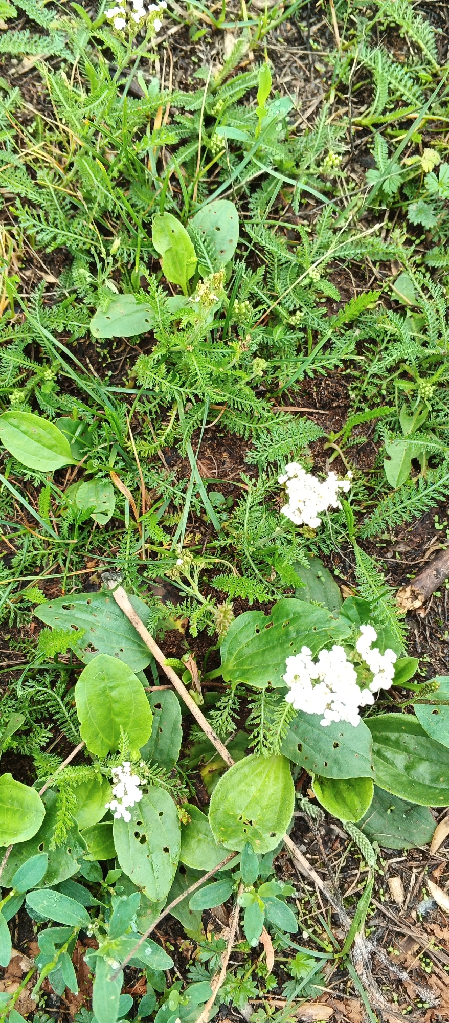 The image shows a close-up, high-angle view of ground cover in a naturalistic setting, possibly a park or undeveloped area. The scene is dominated by various green plants, including broad, oval leaves with visible veins and small holes, interspersed with feathery, fern-like foliage. Small clusters of tiny white flowers are scattered throughout the greenery. The ground beneath the plants is visible, composed of dark soil, scattered twigs, and dry leaves. The overall impression is one of untamed vegetation. The location in Podgornoye, Russia, suggests a potentially temperate or boreal climate, which would be consistent with the types of plants observed. There are no people or animals present in the image. The lighting is natural, suggesting it was taken outdoors during daylight hours.