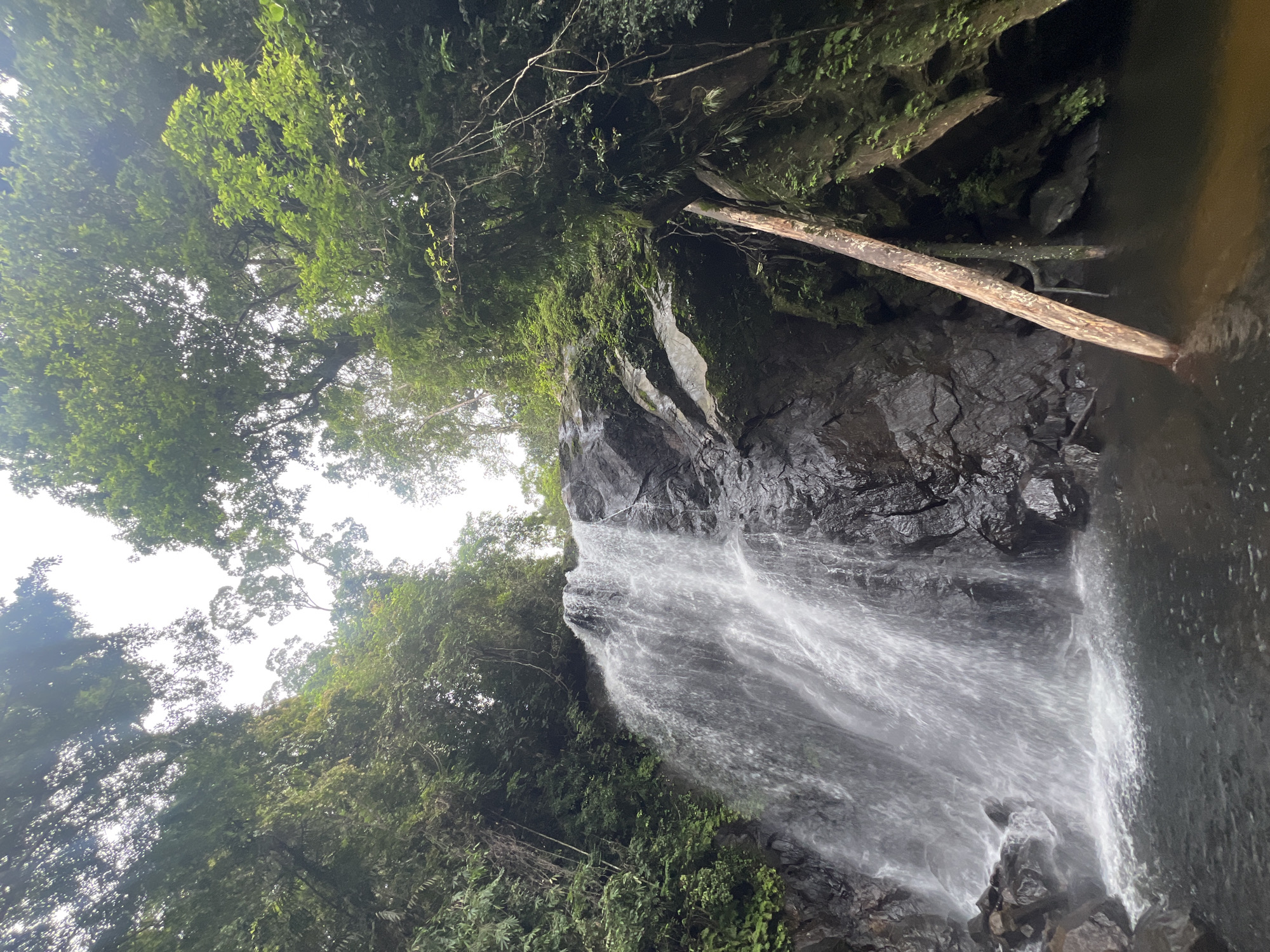 The image depicts a waterfall in the Lankagama region of Sri Lanka. The waterfall cascades down a dark, rocky cliff face covered in moss and vegetation. Lush green trees and foliage surround the waterfall, with branches and vines hanging down towards the water. Sunlight filters through the dense canopy, creating dappled light on the scene. In the foreground, the water collects in a dark pool at the base of the waterfall, with a fallen tree trunk submerged in the water to the right of the frame. The water appears clear and reflects the surrounding greenery. The overall impression is one of a serene and secluded natural landscape.