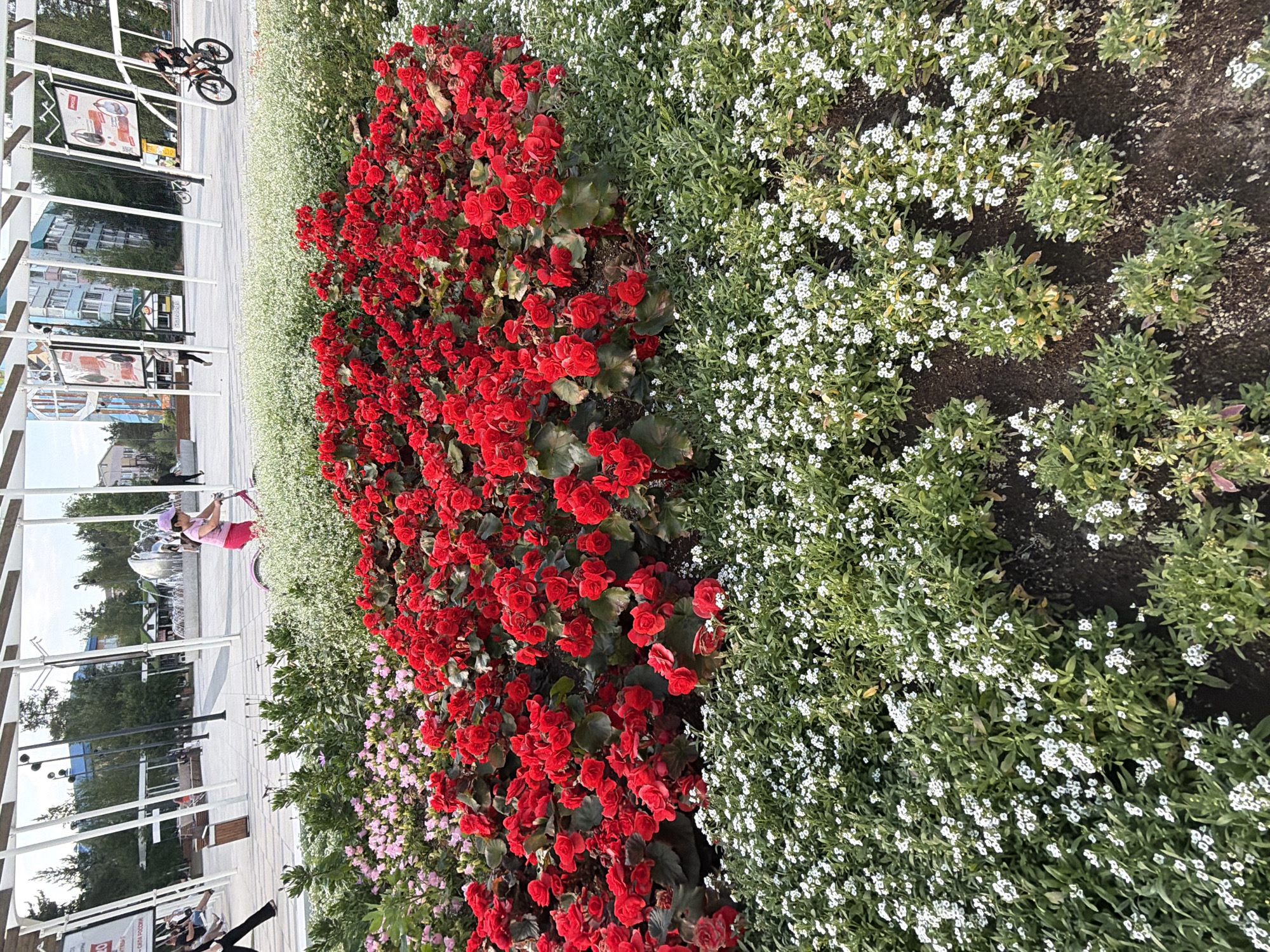 In Noyabrsk, Russia, a vibrant flower bed bursts with color, featuring prominent red begonias and delicate white alyssum. Behind the flowers, a young person in a pink shirt and skirt rides a bicycle, their face obscured. Further in the background, a man on a bicycle with a black shirt and pants rides past a fountain. The scene is set against a backdrop of modern architecture, including white beams supporting canopies and tall buildings with colorful facades, suggesting a public square or park in the city center. The sun casts a soft light on the scene, highlighting the rich colors of the flowers and the activity of the cyclists.