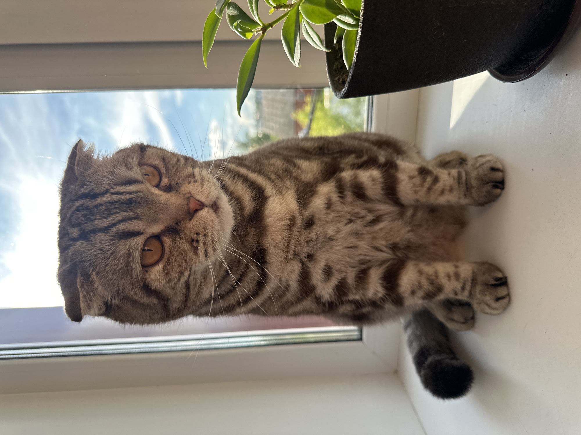 A brown tabby Scottish Fold cat with amber eyes is lying on a white windowsill, partially obscured by a potted plant with green leaves. The cat is positioned near a window that looks out onto a blue sky with wispy clouds and hints of green trees outside. The scene takes place in an interior location in Unknown, Unknown.