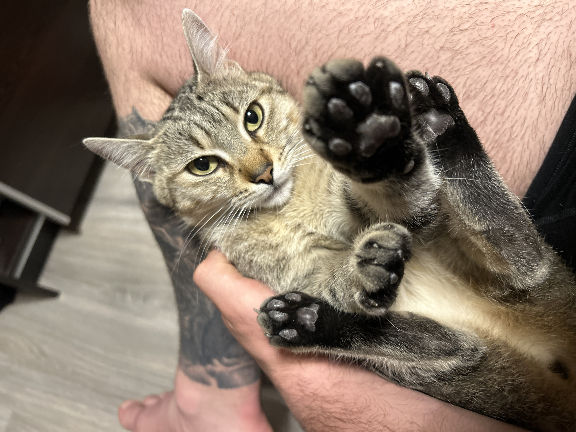 A brown tabby cat with yellow eyes is held in the arms of a person. The cat's paws are visible. The person has a tattoo on their left leg. The background is a plain wall with a dark object. The location is unknown, and there is no evidence to suggest Burgas, Bulgaria.