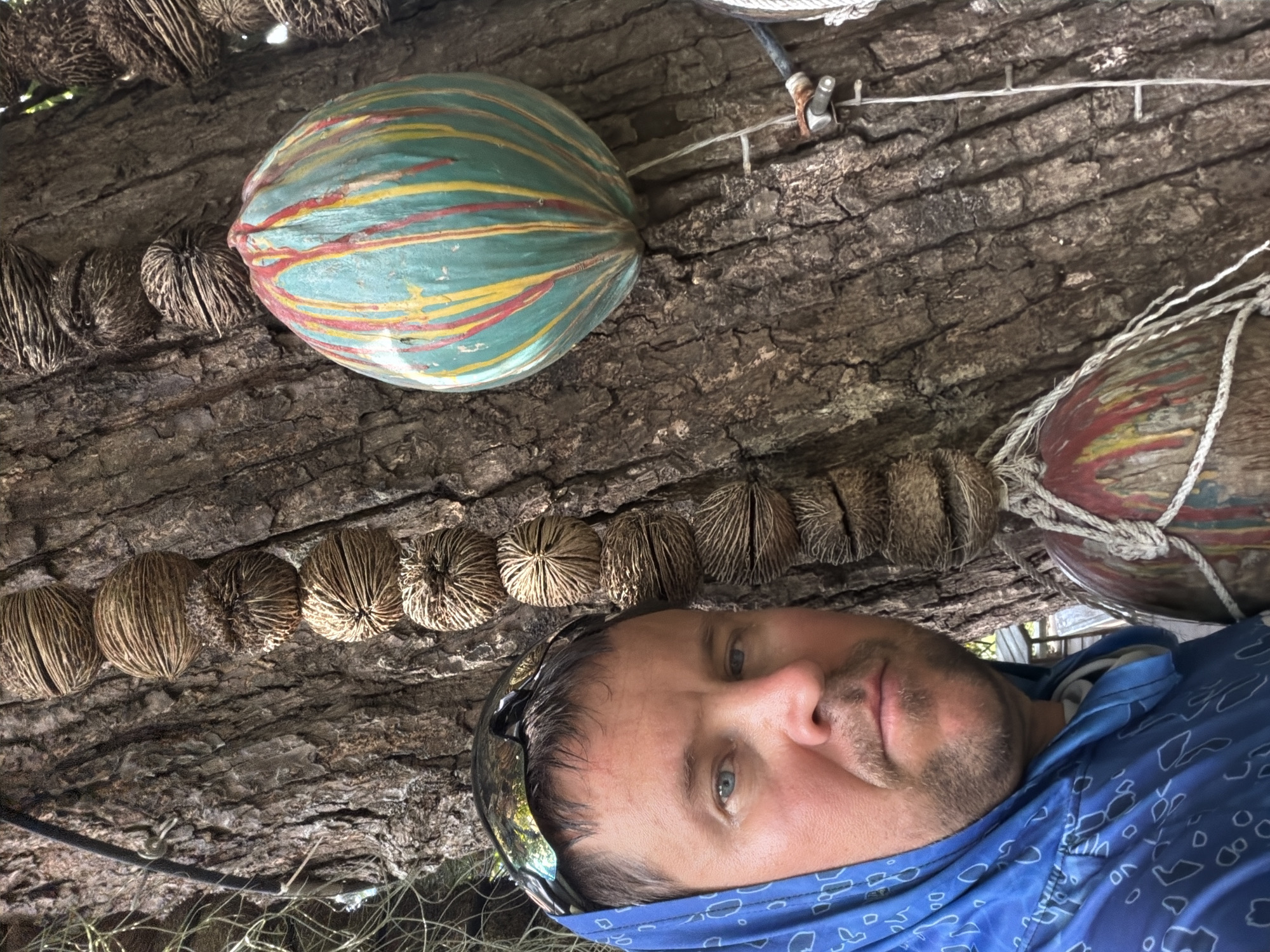 A man wearing a blue hooded shirt and sunglasses is standing in front of a large tree. The tree bark is rough and textured. Several round, dried seed pods are strung together and hanging from the tree. One seed pod is larger and painted with vertical stripes of green, yellow, and red. Another painted object, partially visible at the bottom, is also hanging and tied with rope. The scene appears to be outdoors, possibly in a tropical environment. Based on the context of the image being from Ko Samui, Thailand, the location is likely a natural or decorative area within the city, such as a garden, park, or roadside attraction.