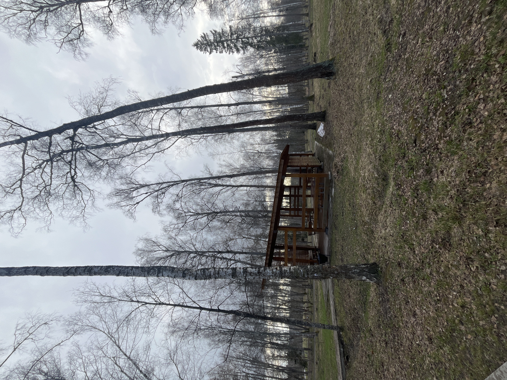 The image depicts a wooded area in what appears to be a park in Vysokovsk, Russia. The ground is covered with fallen leaves and sparse green grass. Bare trees line the landscape, their branches reaching toward a cloudy sky. A wooden gazebo sits amidst the trees. There are no people visible in the scene.