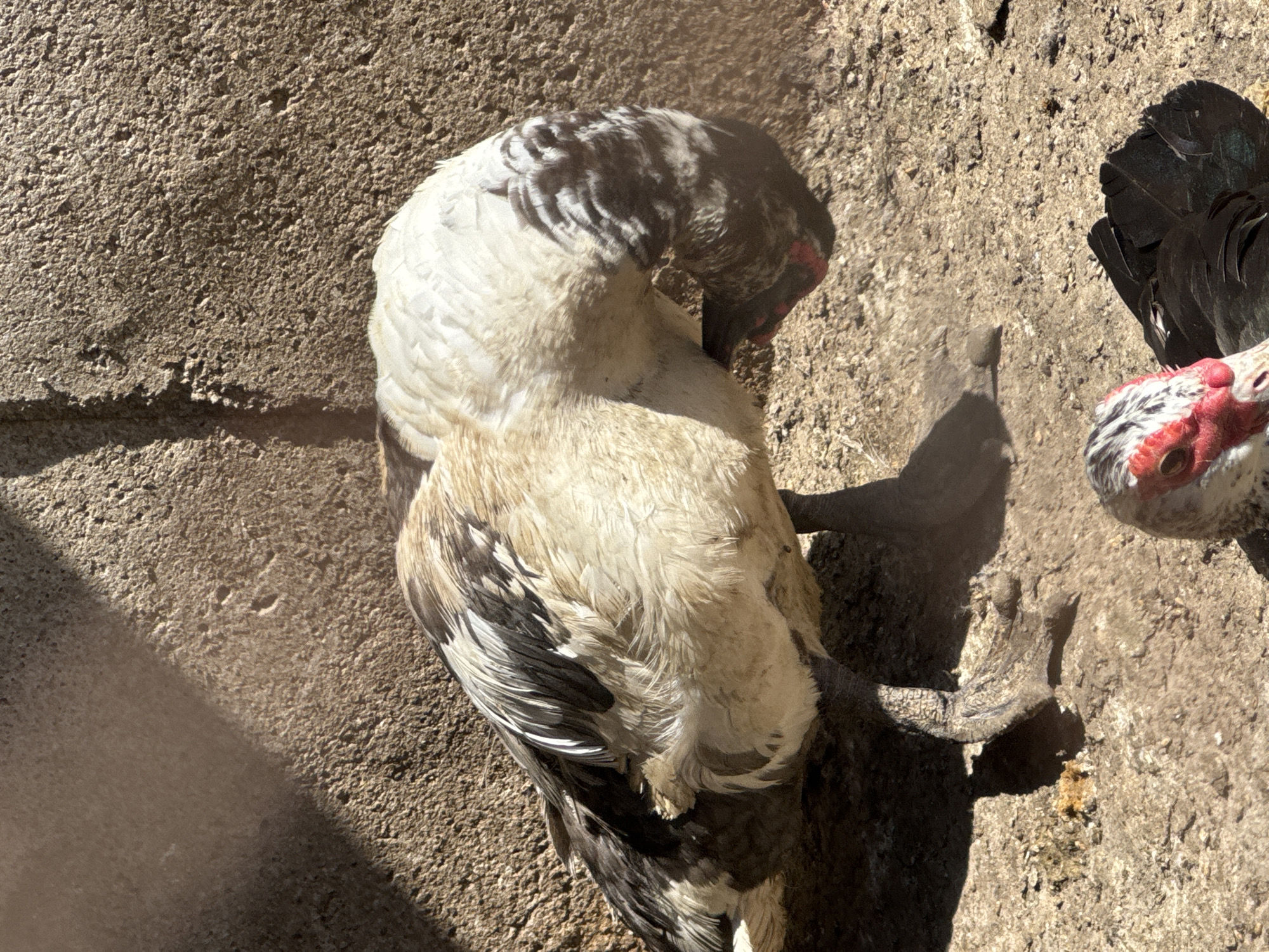 The image depicts two Muscovy ducks on a concrete surface. The duck in the foreground is predominantly white with black markings and is preening its feathers. The second duck, partially visible in the upper right corner, exhibits a black and white speckled head with red facial wattles. The location is Sarnevo, Bulgaria. The environment appears to be an outdoor area with concrete ground.