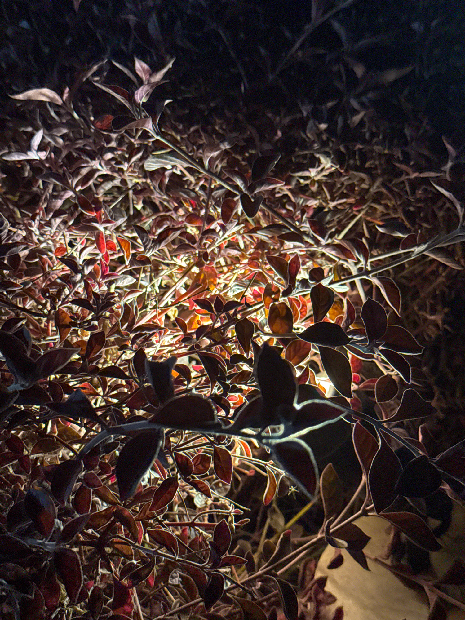 This is a close-up, low-light photograph of dense foliage in Agios Tychona Community, Cyprus. The leaves are predominantly dark red and brown, with some appearing almost black, and have a velvety texture. The lighting, likely artificial, creates a dramatic effect, illuminating the undersides and edges of the leaves with a warm, orangey-yellow glow, while the tops and background are cast in deep shadow. The overall impression is one of darkness punctuated by intense highlights, emphasizing the texture and layering of the plant material. There are no people or animals visible in the image. The environment appears to be an outdoor setting, possibly a garden or shrubbery.