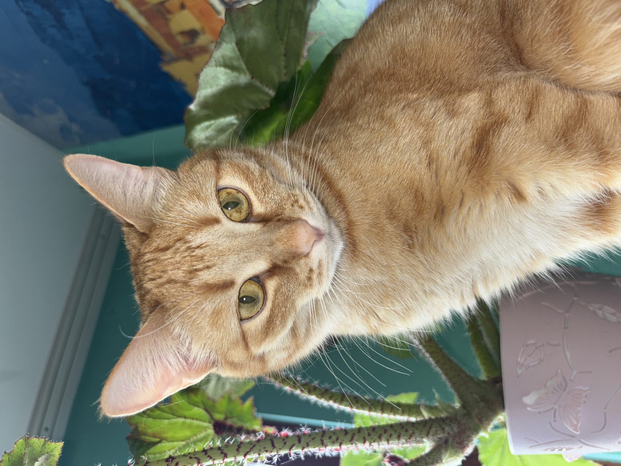 A close-up shot depicts an orange tabby cat partially situated amongst a green plant. The cat's head is angled towards the viewer with its amber eyes gazing directly at the camera. The cat has pink ears. The plant is in a pot. The background behind the plant appears to be a wall. This image does not contain information to place it within the city of Марковский, Russia.