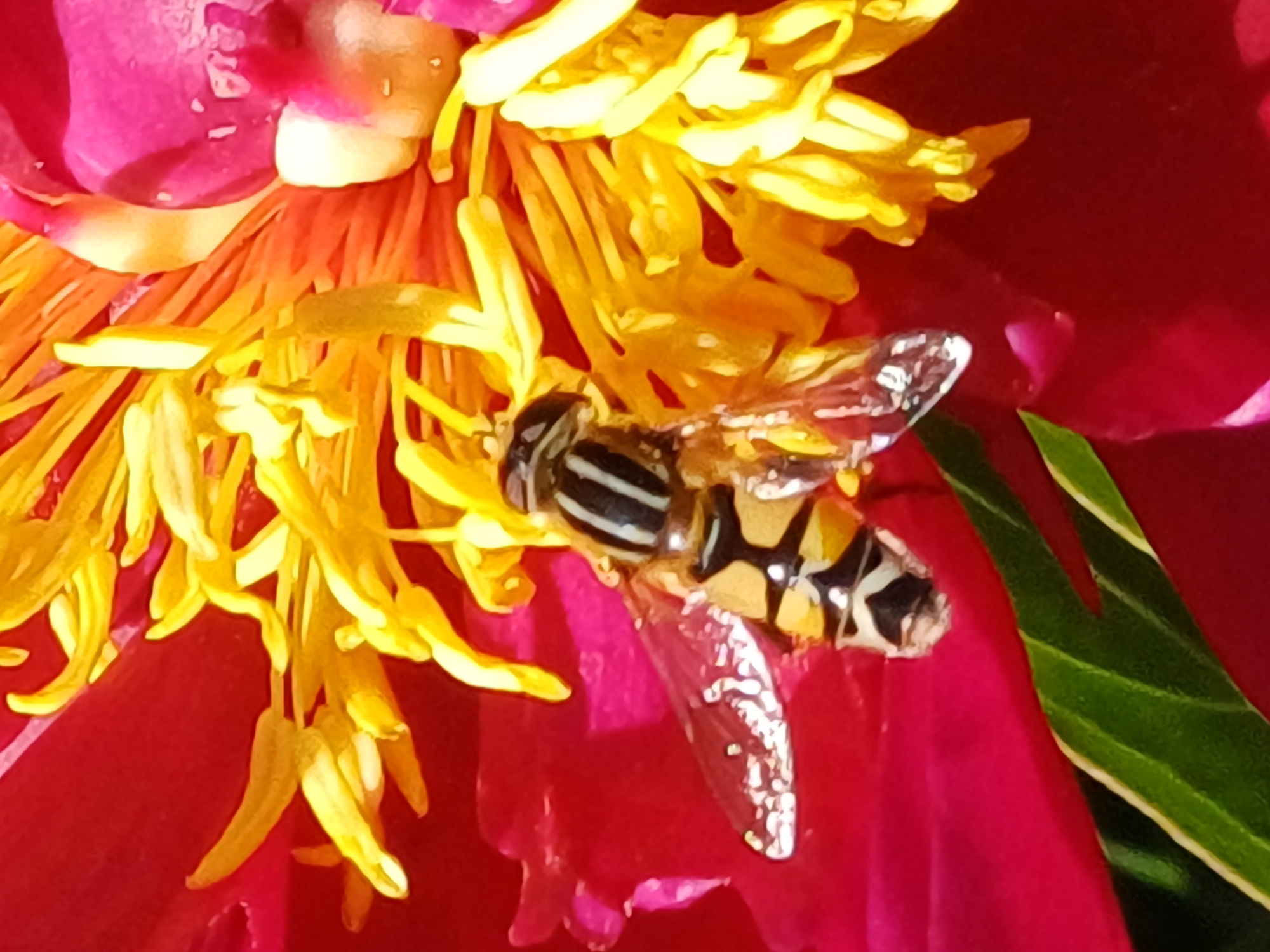 The image is a close-up photograph of a hoverfly on a flower. The hoverfly, with its black and yellow striped abdomen and transparent wings, is positioned in the center of the frame. It appears to be collecting nectar from the bright yellow stamen of a vibrant red and pink flower. The flower's petals are large and prominent, with some partially obscuring the hoverfly. The background is a deep red, likely the color of the flower petals. The lighting suggests it is daytime, with natural light illuminating the scene and creating some reflections on the hoverfly's wings. There is no information to suggest this image was taken in Riga, Latvia, or any specific location.