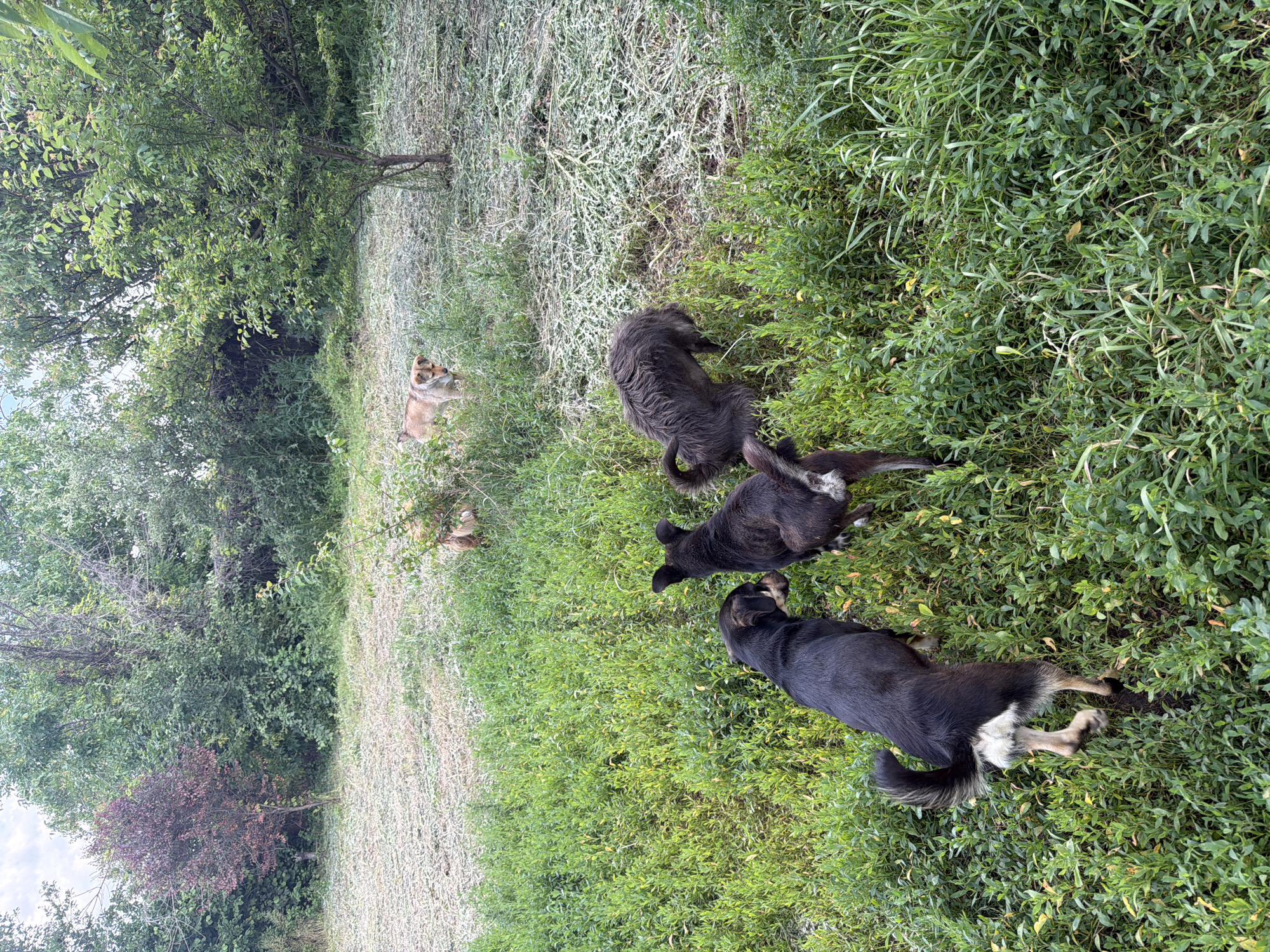 The image shows a group of four dogs in an outdoor setting. Three of the dogs are black, and one is tan and white. Two of the black dogs are lying down in green grass, while the third black dog is sitting up. The tan and white dog is standing and looking towards the left side of the image.
The scene appears to be a rural area, with trees and overgrown grass. The ground is covered in green foliage, with some patches of dry, lighter colored grass. The overall impression is one of a natural, somewhat unkempt environment.
The lighting suggests it might be daytime, possibly late afternoon or early morning, given the softness of the light. The weather appears to be mild, as the dogs are comfortable lying down in the grass.
There are no people or visible text in the image. The focus is solely on the dogs and their surroundings. The dogs do not appear to be engaged in any specific activity other than resting and observing their environment. Their expressions are neutral, and there are no strong emotional cues conveyed. The location is identified as Leningradskaya, Russia, which provides a geographical context for the landscape.