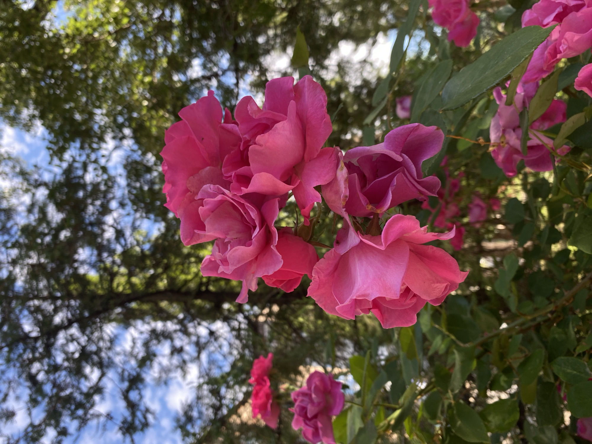 In a close-up, low-angle shot, a cluster of bright pink roses dominates the foreground. The flowers are in various stages of bloom, with delicate petals unfurling. Behind the roses, lush green foliage forms a dense backdrop. In the upper portion of the image, the dappled sunlight filters through the leaves of a large tree, revealing glimpses of a blue sky with scattered white clouds. The scene appears to be set outdoors, likely in a garden or park, with the soft focus contributing to a tranquil and naturalistic atmosphere. There are no people or man-made structures visible in the frame.
